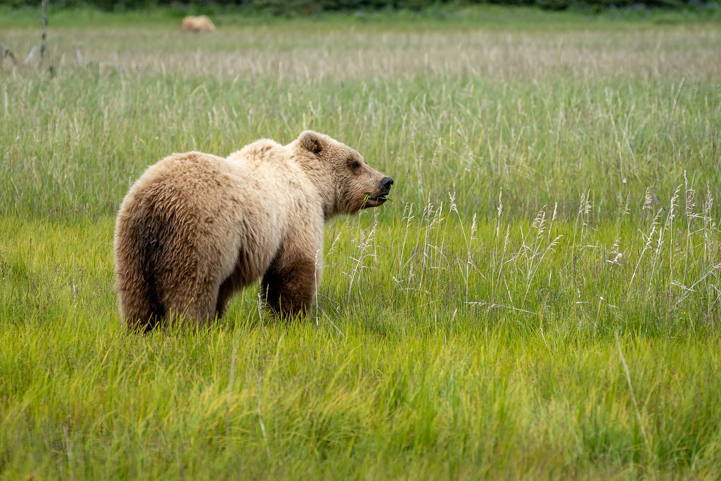 Katmai NP, Alaska