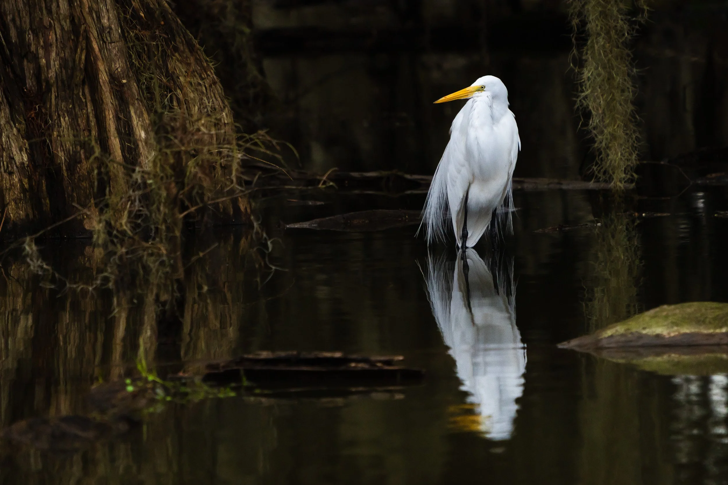 Jean Lafitte Bayou, Louisiana