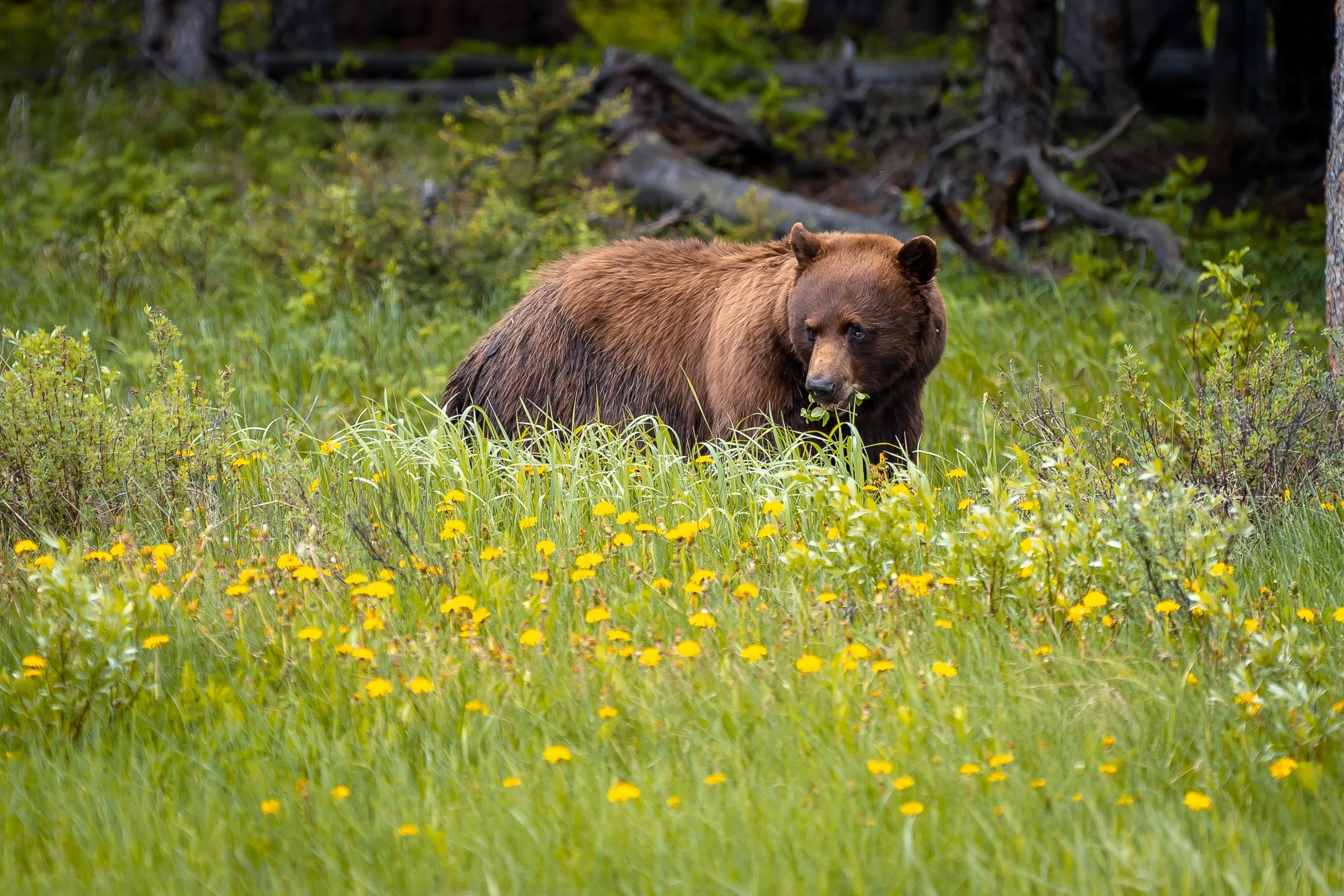 Yellowstone NP, Wyoming