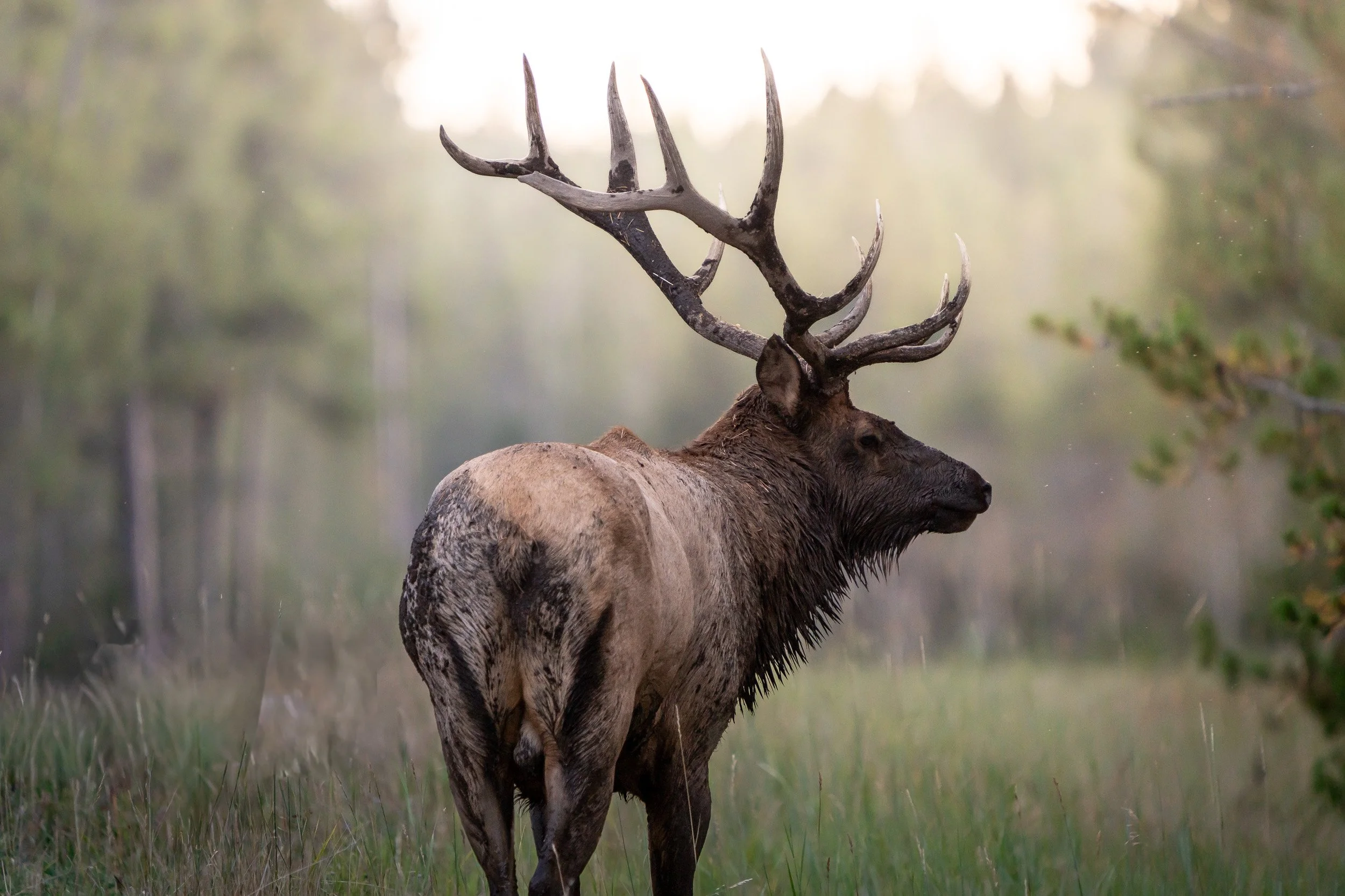 Grand Teton NP, Wyoming
