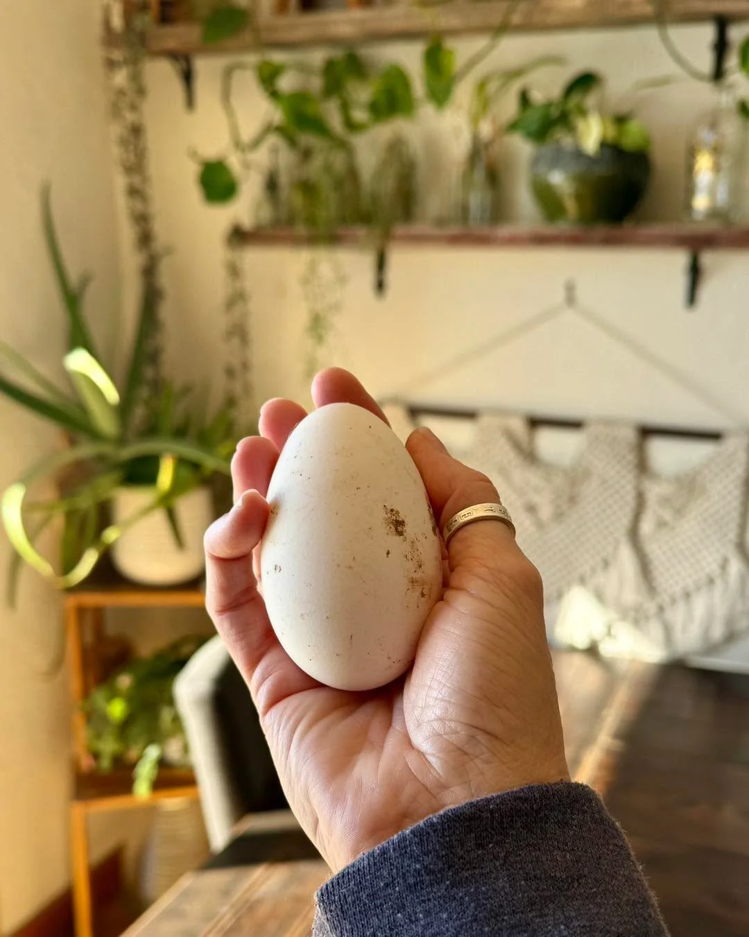 The season of new beginnings is here 🌼
Our geese and ducks are starting to lay, and that means farm-fresh eggs are coming soon&mdash;with ducklings to follow. We can&rsquo;t wait to share the goodness of spring with you 🦆🥚
&bull;
&bull;
&bull;
&bu