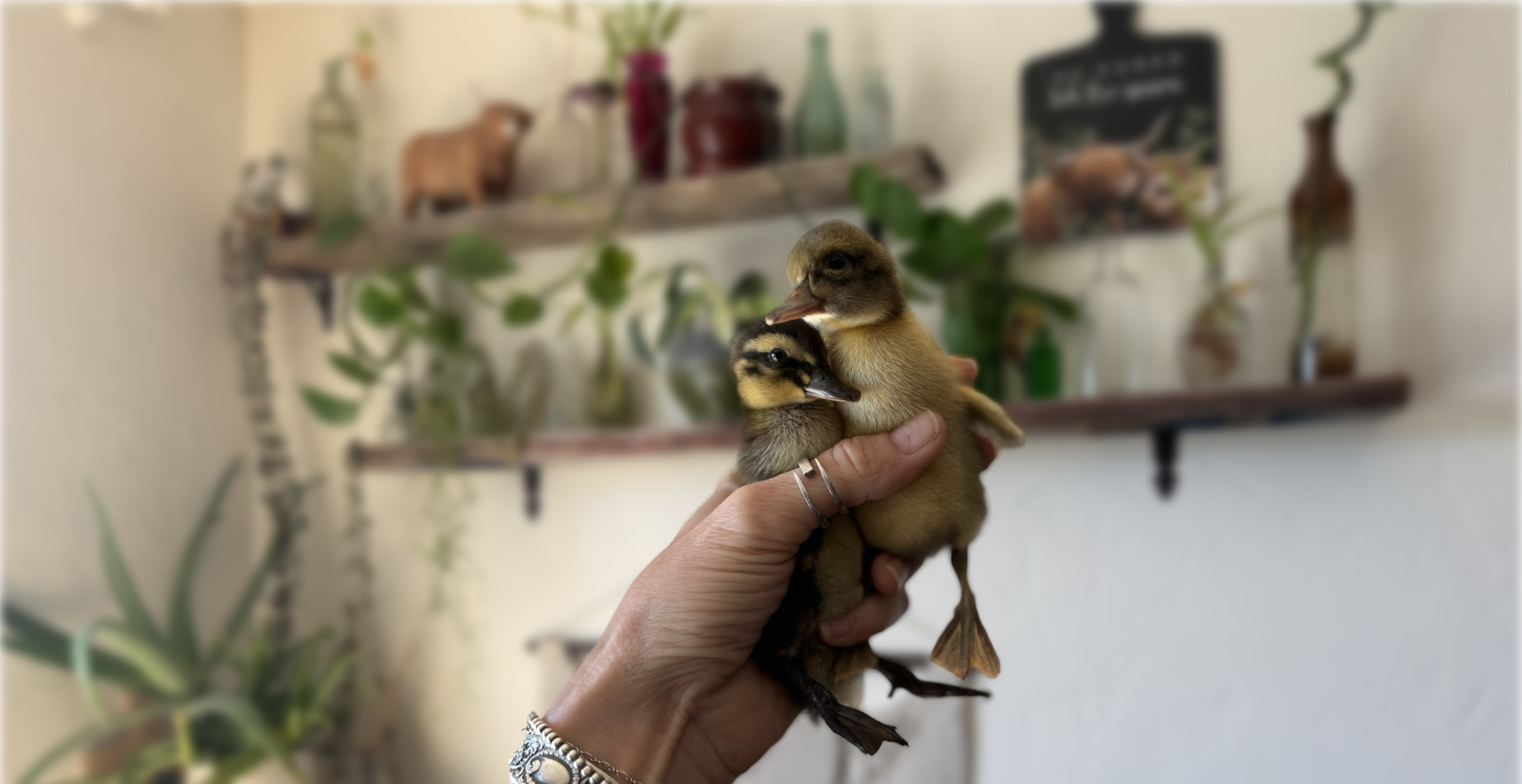 Bringing Home New Ducklings