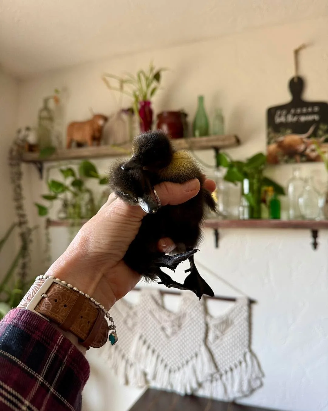 who needs some garden helpers? 🦆

we are down to our last 4 ducklings from this week&rsquo;s hatch. they are healthy, active, and ready for local pickup today.

&bull; 4 birds available
&bull; straight run mixed breeds
&bull; local idaho falls picku