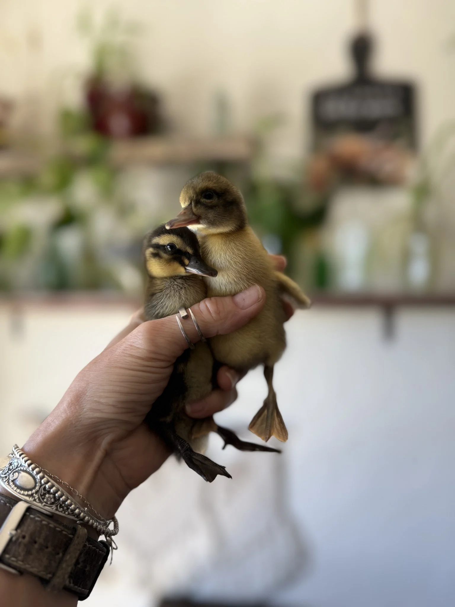 Springtime Duckling Hatch: Everything You Need to Know