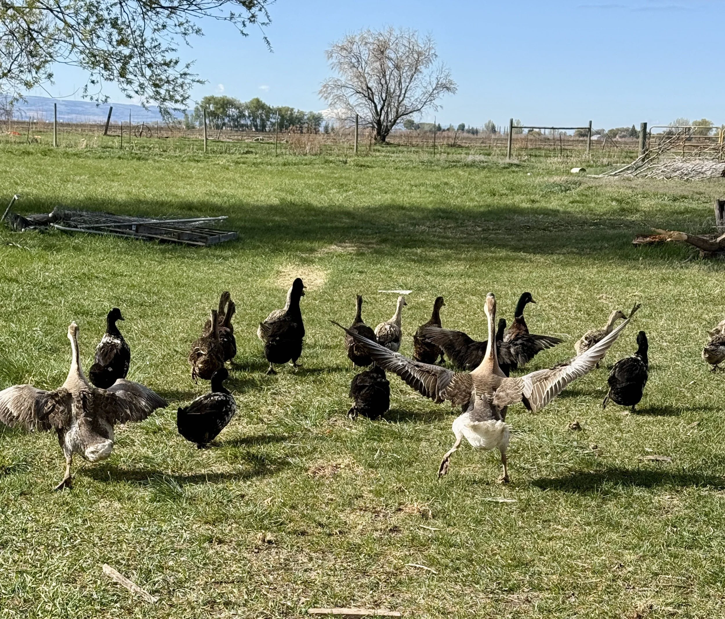 The Conventional Path vs. The Curated Homestead: A Better Way to Supplement Your Flock