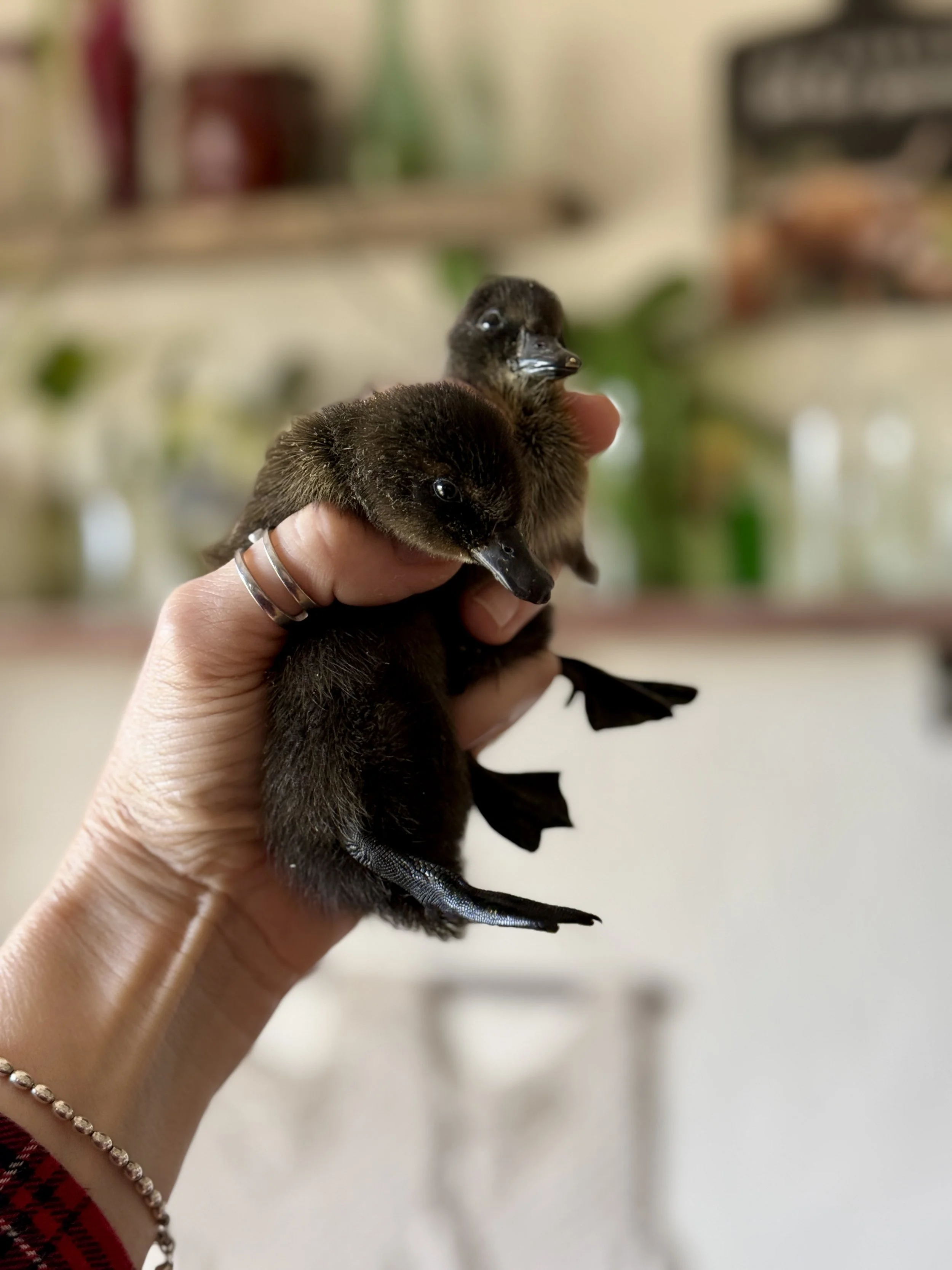 Close up of Cayuga ducklings being held at the ranch.