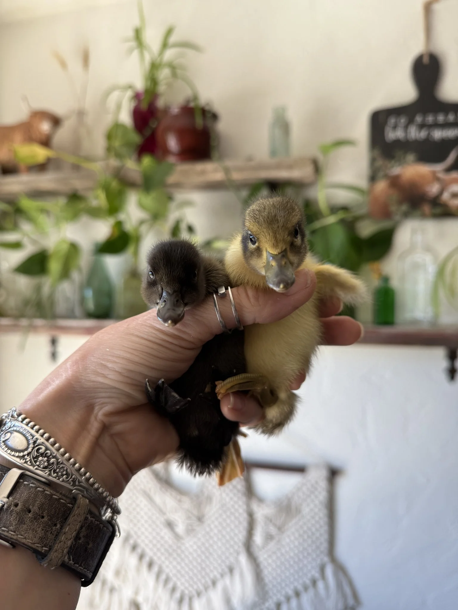 A group of healthy ducklings for sale, featuring breeds like Welsh Harlequin and Cayuga, suitable for small-scale homesteading.