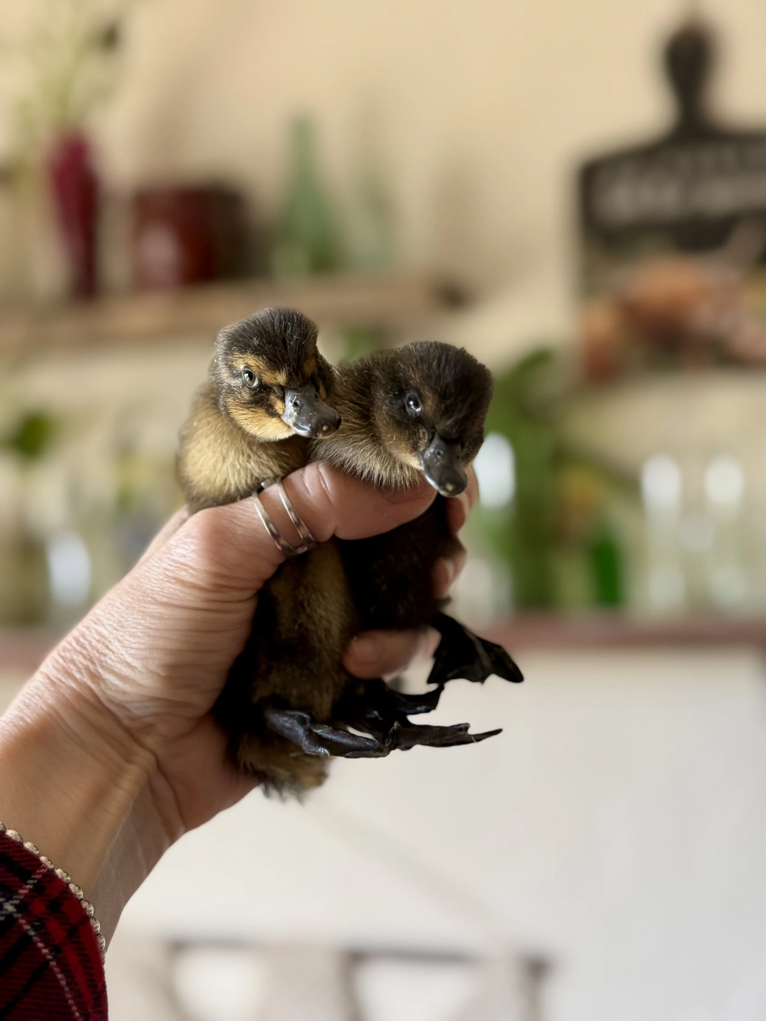 Close up of a Cayuga and a Rouen duckling being held at the ranch.