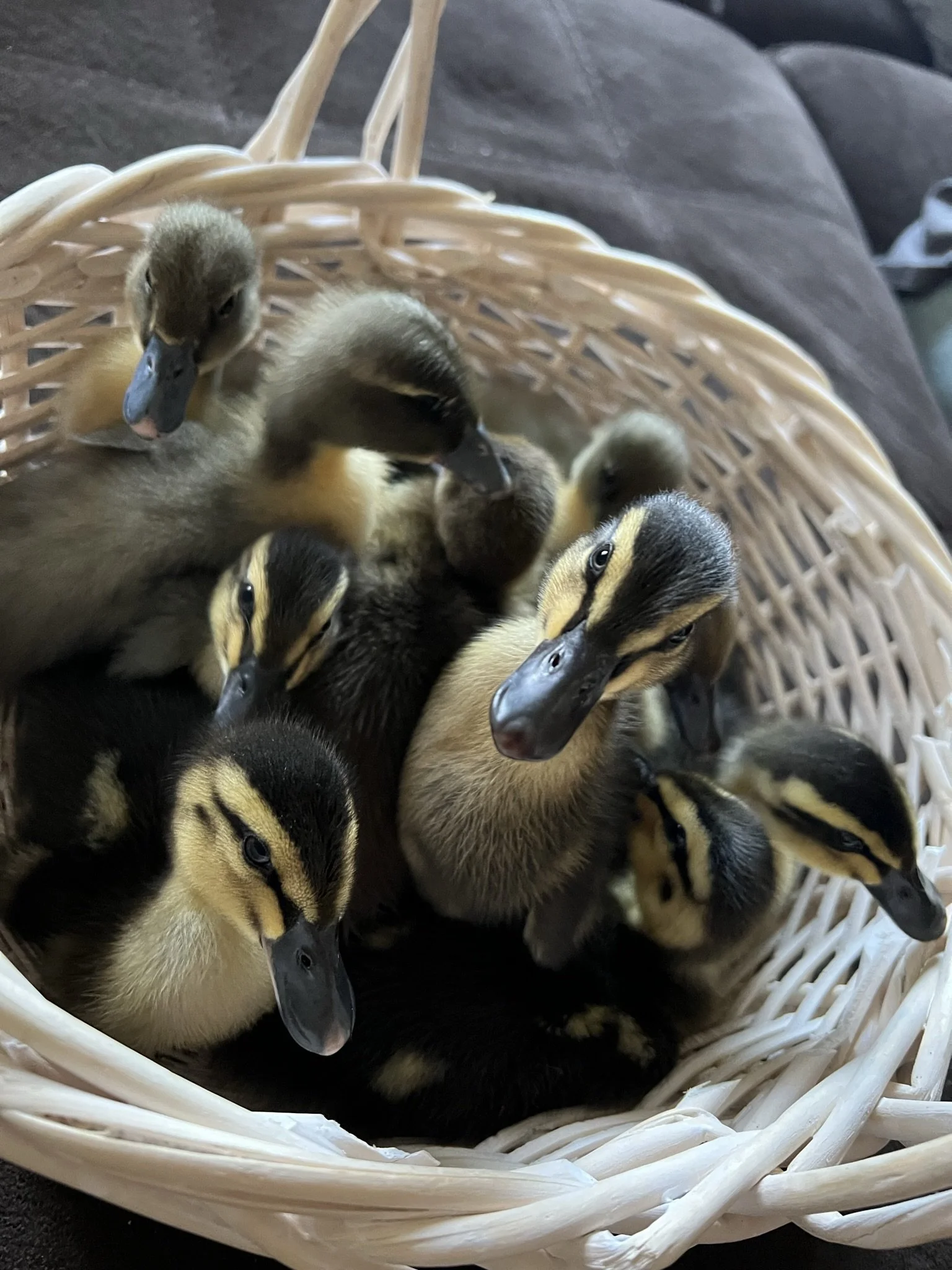 A group of young heritage ducklings, including dark Cayuga and yellow Welsh Harlequin breeds, huddled together in a woven basket at the M7 homestead.