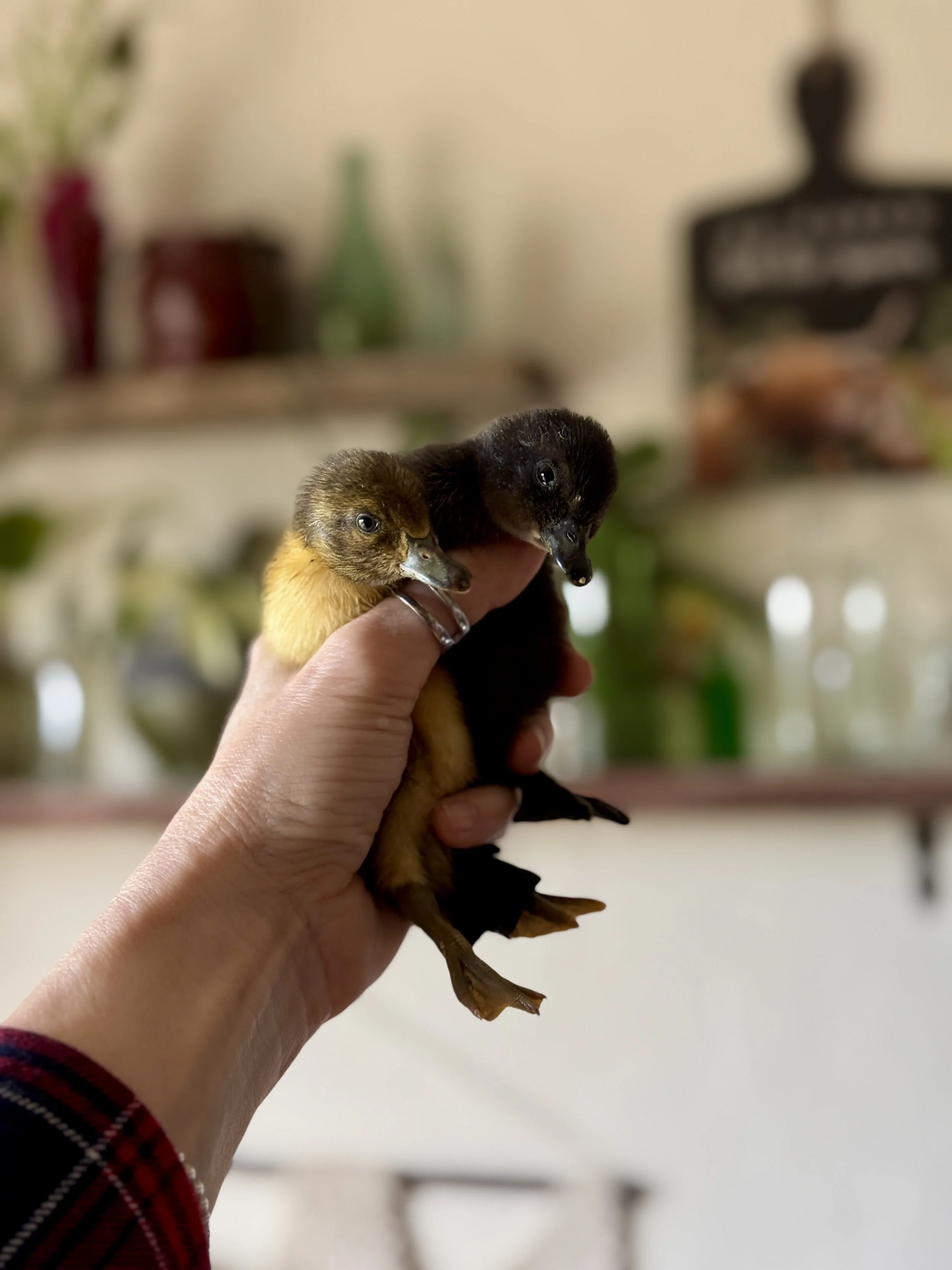 Close up of a Cayuga and a Welsh Harlequin duckling being held at the ranch.