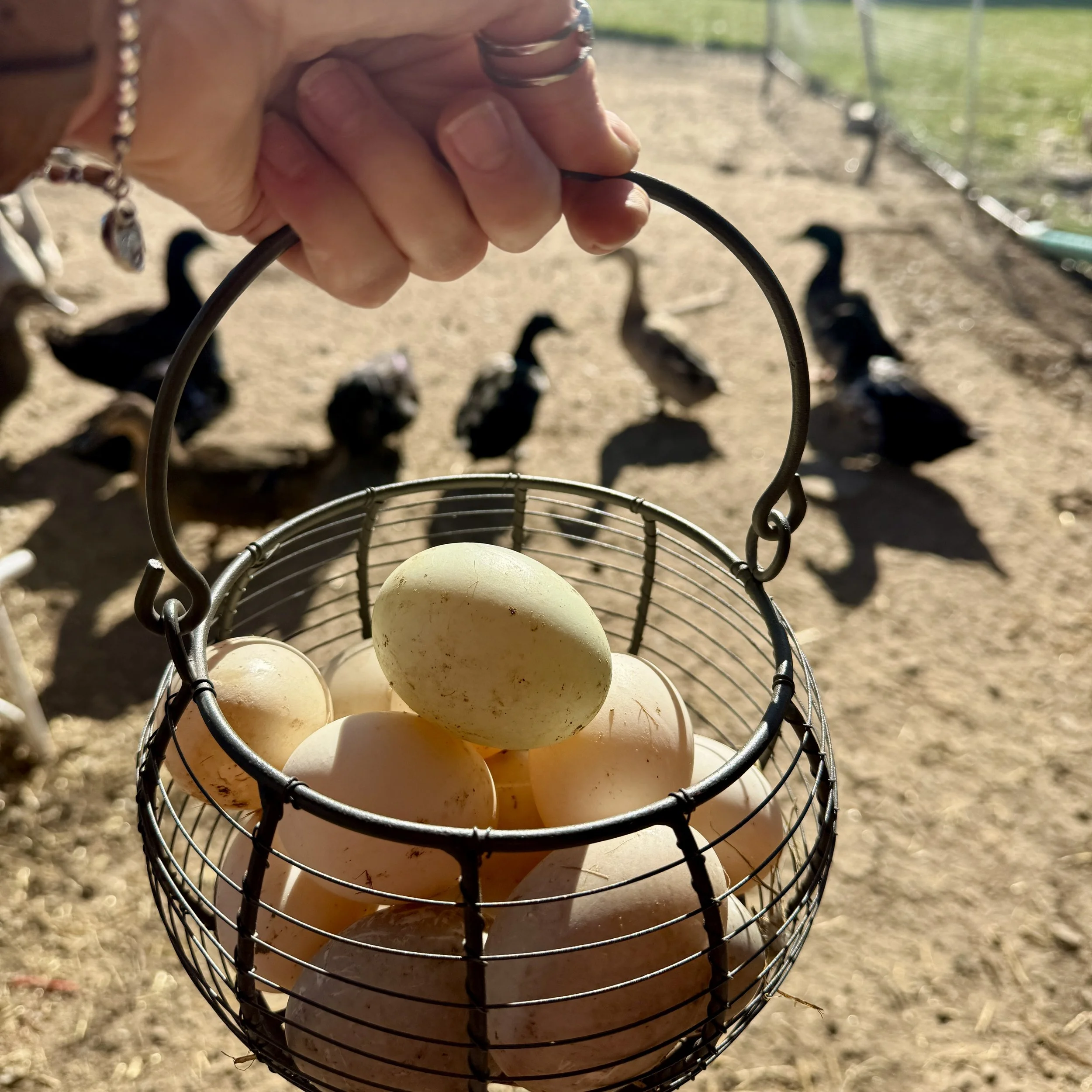 A rustic wire basket filled with fresh, cream-colored heritage duck eggs at M7 Ranch.