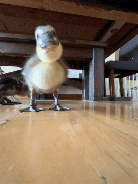 A small Rouen duckling exploring and walking across a clean farmhouse kitchen floor at the M7 homestead.