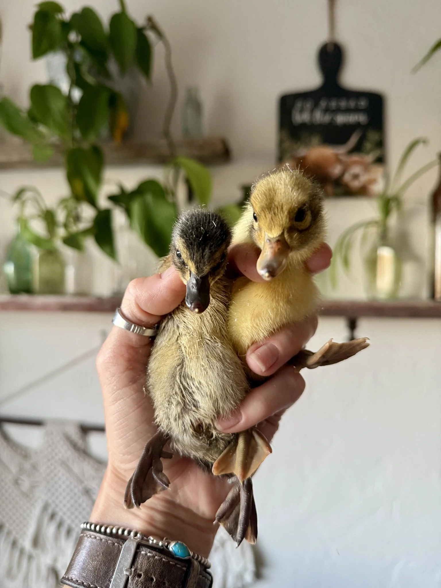 A group of healthy ducklings for sale, featuring breeds like Welsh Harlequin and Cayuga, suitable for small-scale homesteading.