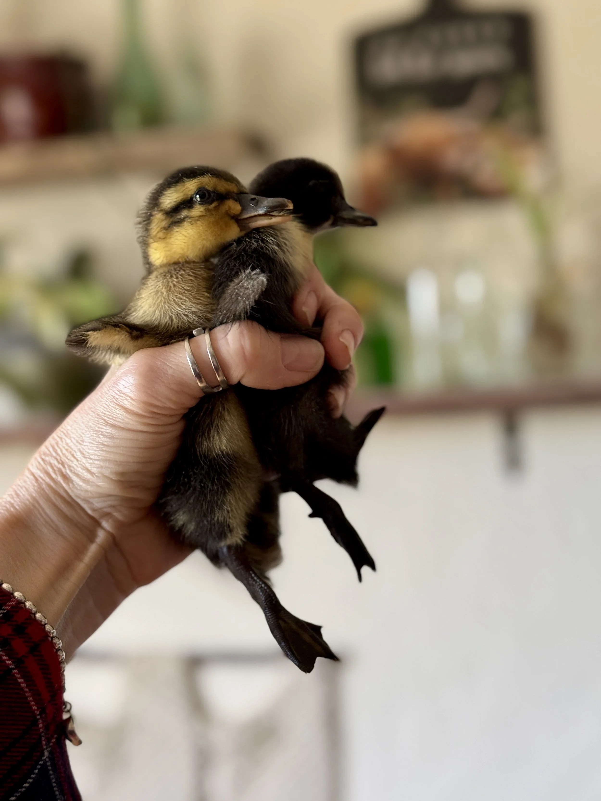 Hand holding a pair of fuzzy heritage ducklings (Cayuga and Rouen) at M7 Trading Post in Idaho Falls.