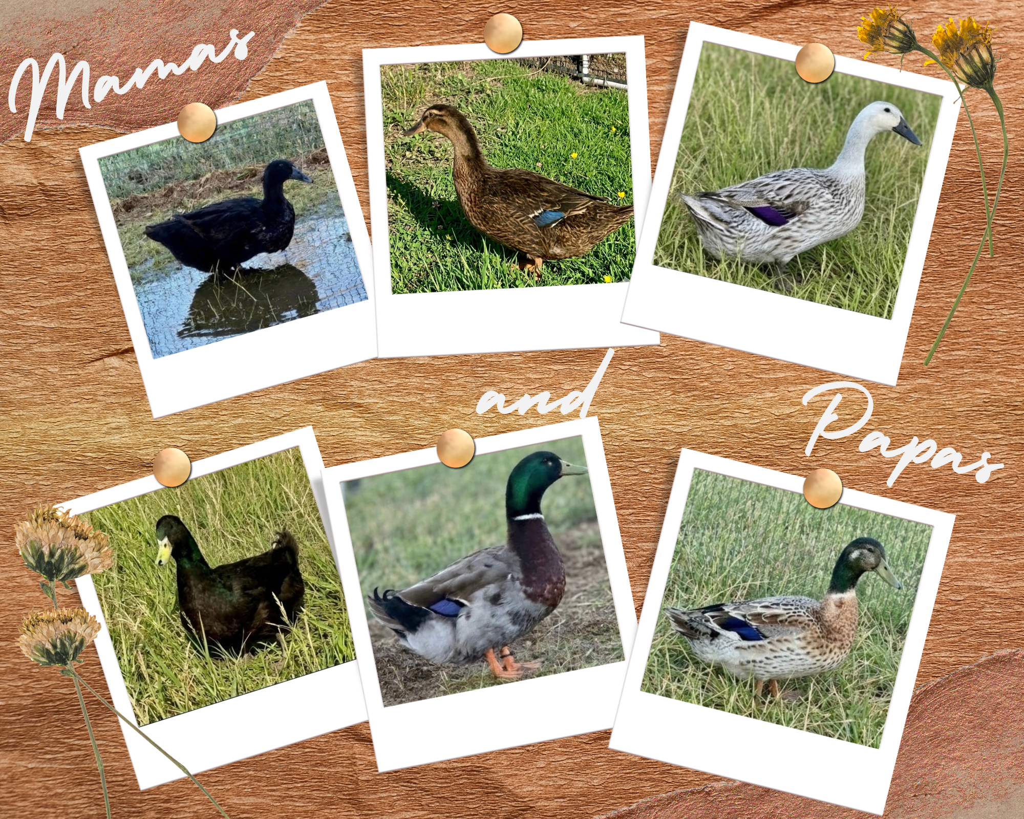 M7 Trading Post | M7 | Ducklings | Baby Ducks | Duck Eggs | Idaho Falls