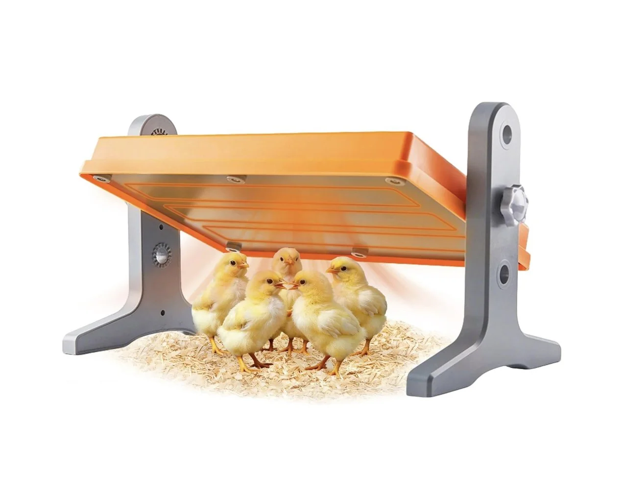 A heated brooder plate used for heritage ducklings at M7 Trading Post in Idaho Falls.