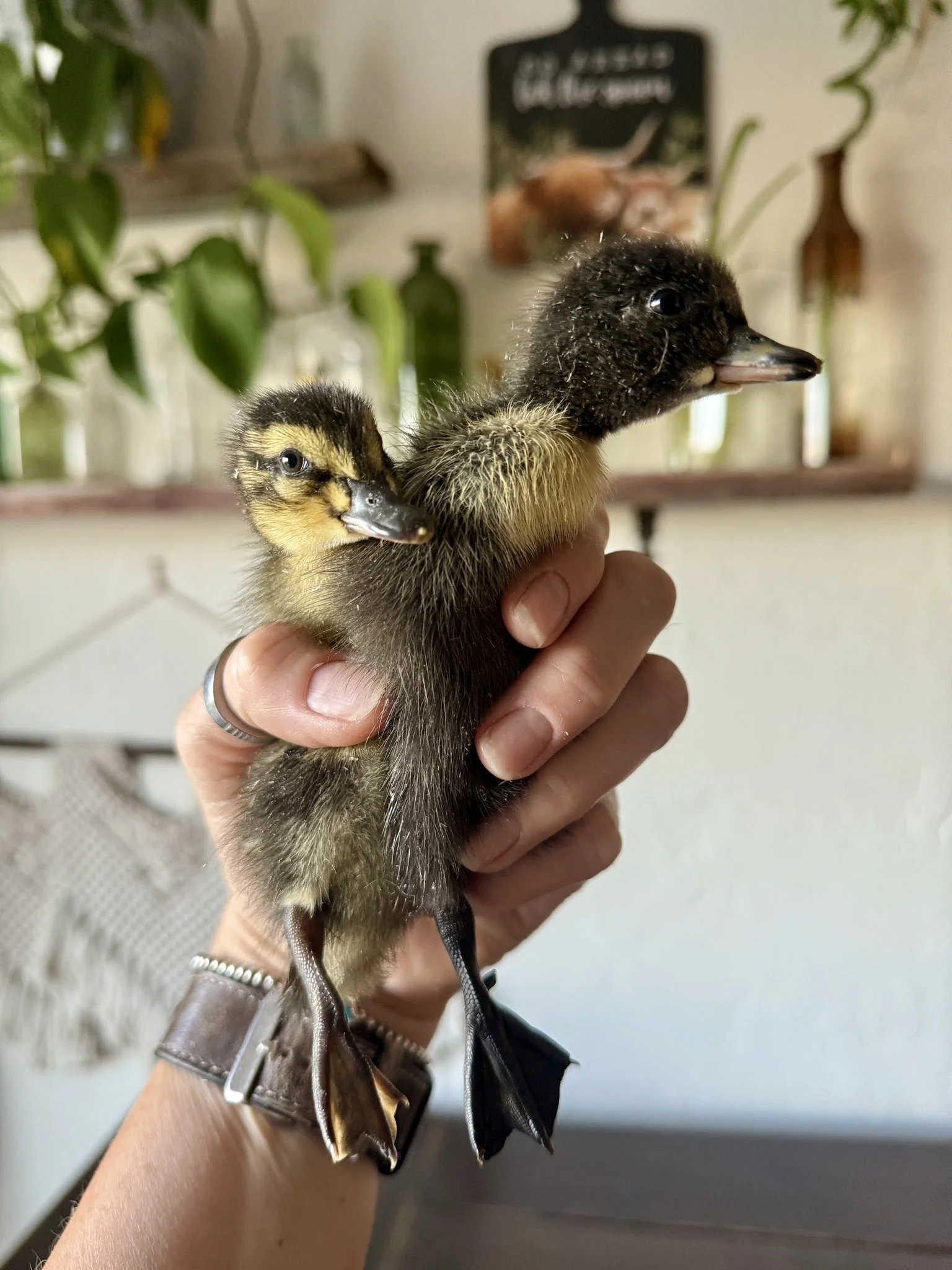 Assorted barnyard mix ducklings from Welsh Harlequin, Cayuga, and Rouen parents at M7 Trading Post in Idaho.