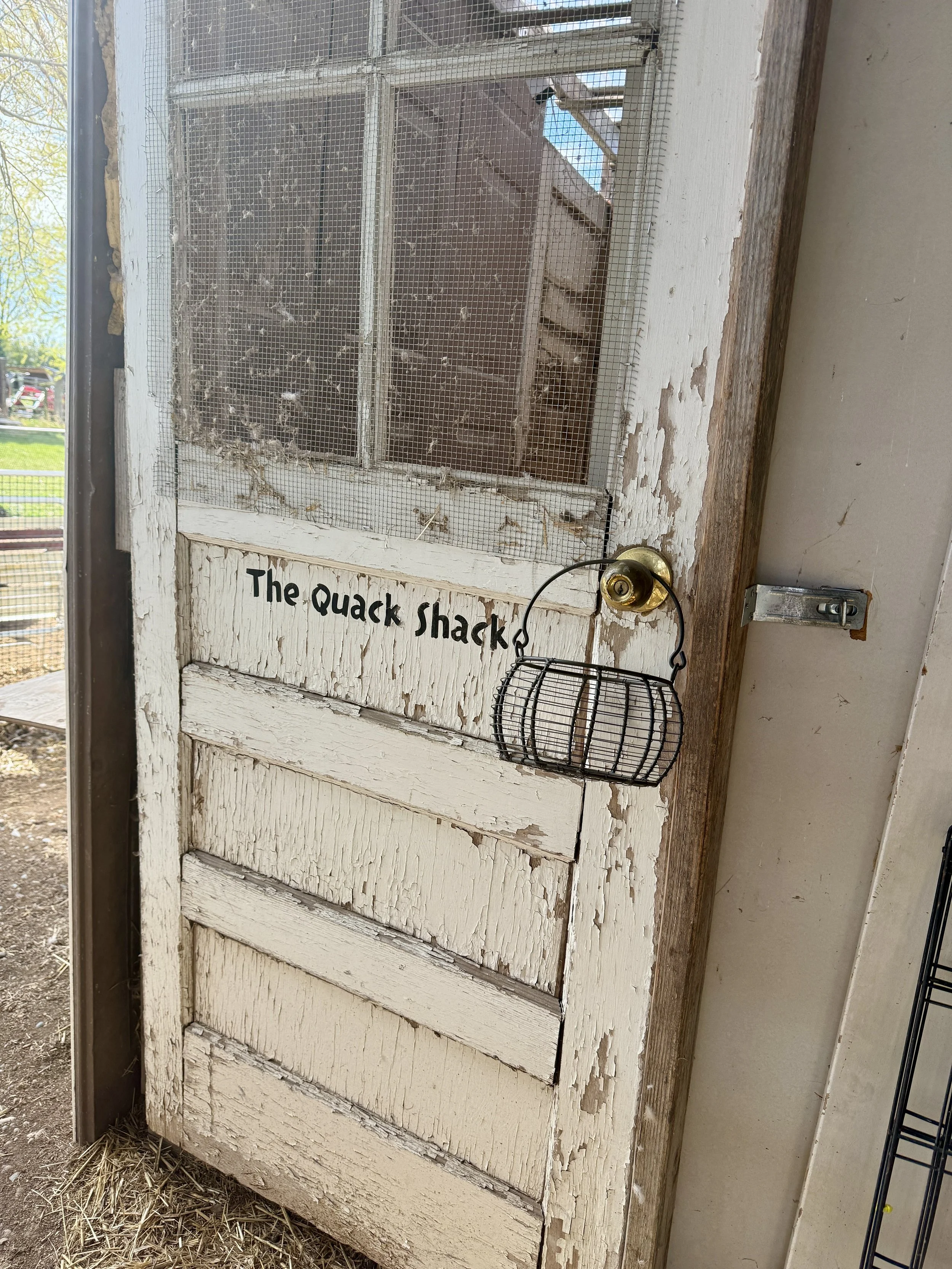 A rustic wooden door to the 'Quack Shack' duck coop on a working Idaho homestead, surrounded by natural ranch elements.
