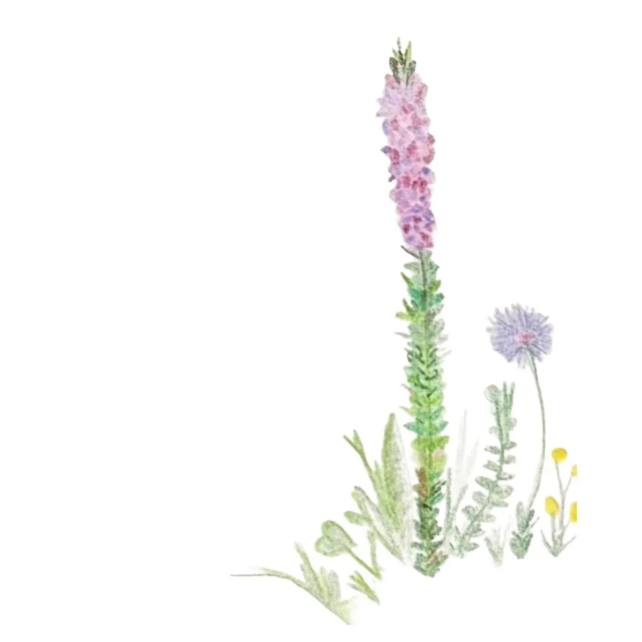 What you water, will grow. #illustrations #handdrawn #sketches #springisnear #zadykalayaking