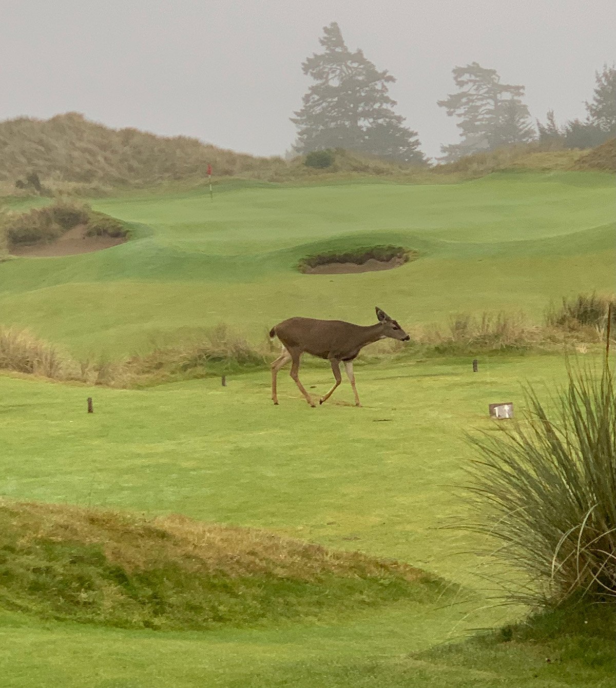 A deer walking across a golf course on a foggy day with trees and sand bunkers in the background.