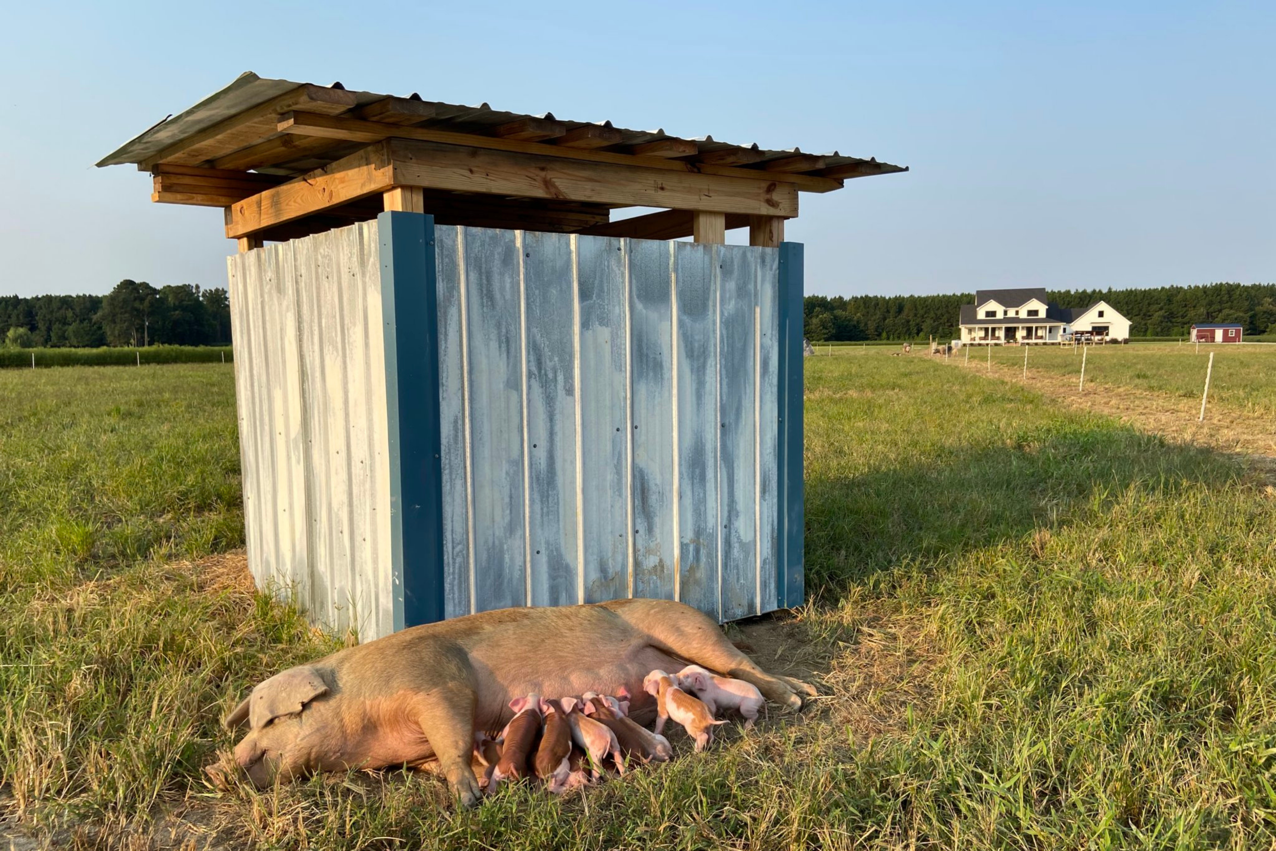A pig lying down on grass with piglets nursing underneath it, in a rural field with a metal pig shelter, houses, and trees in the background.