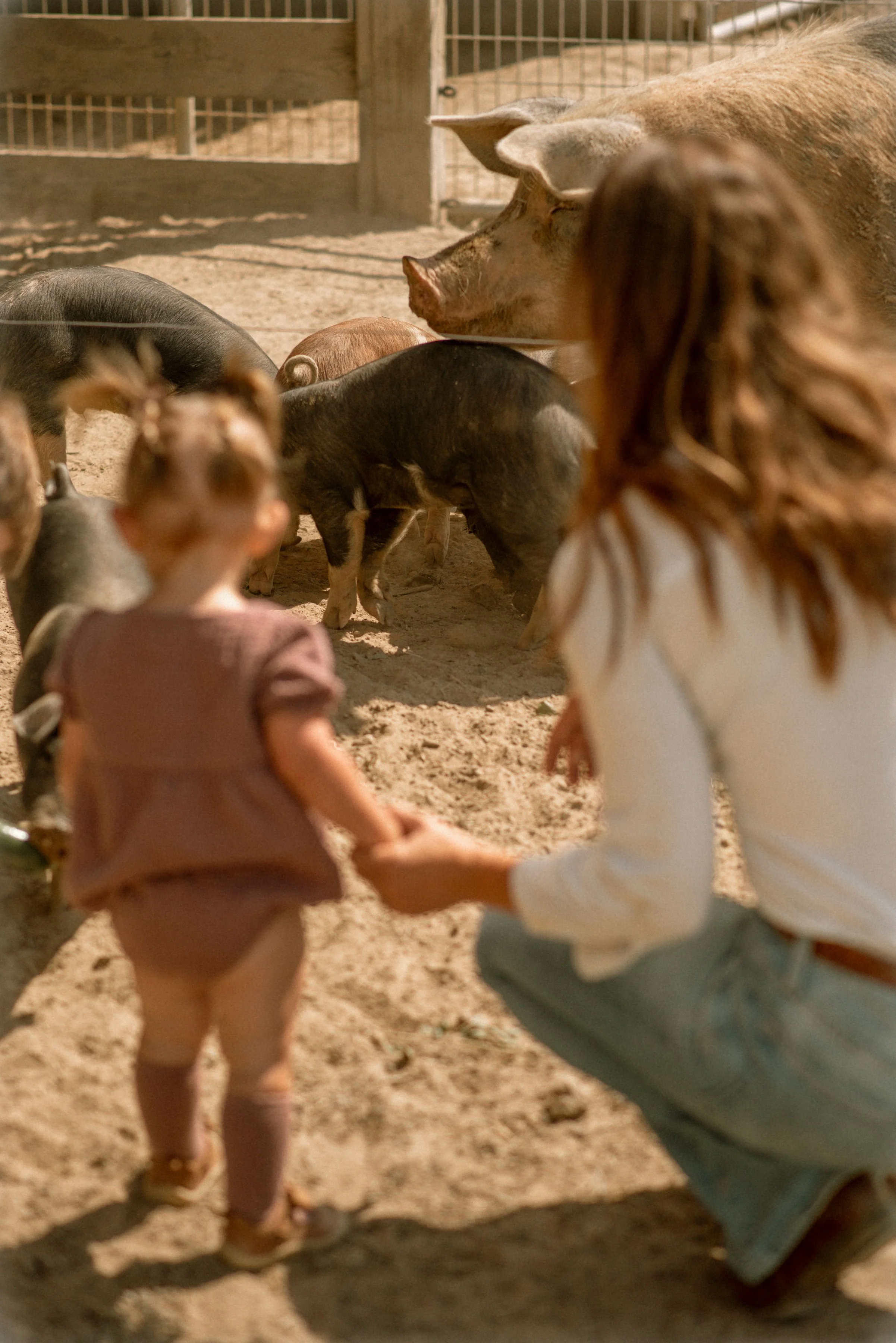 Children holding hands in a circle on a sandy outdoor area with pigs in the background.