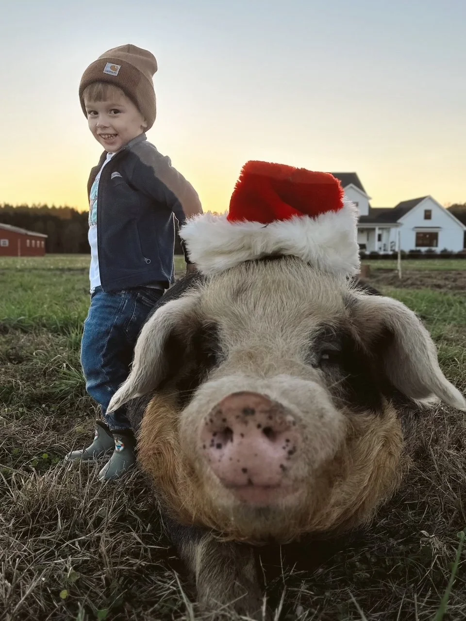 A young boy in a brown beanie, denim jacket, and rubber boots stands next to a large pig lying on the grass. The pig is wearing a red Santa hat with white fluffy trim. The background features farm buildings and a sunset sky.