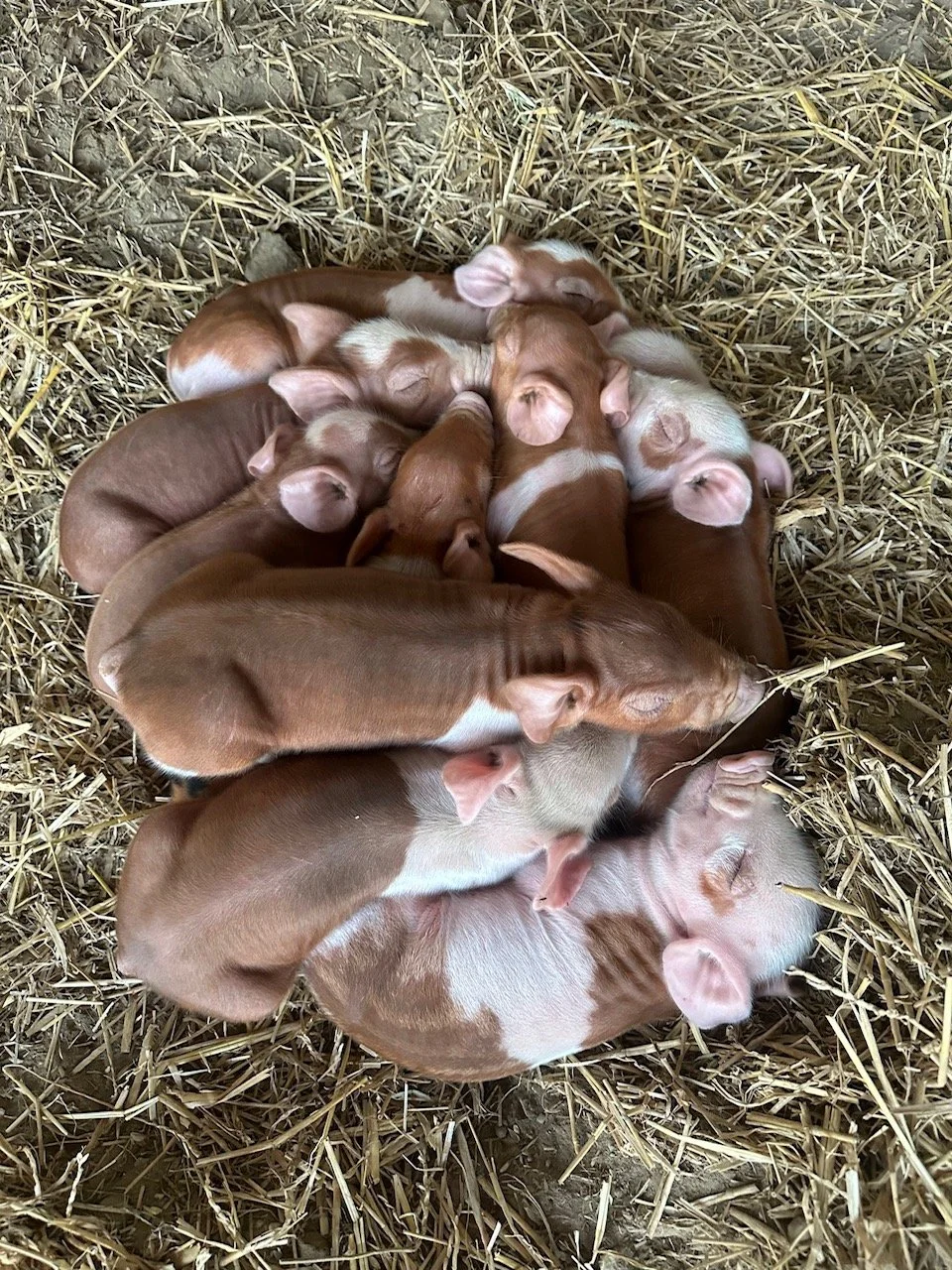A group of newborn puppies, mixed brown and white, sleeping closely together on straw in a barn or farm setting.
