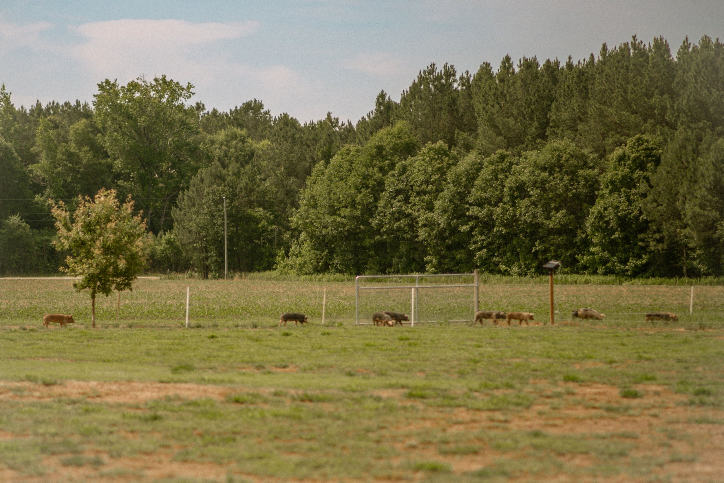 A rural scene with a grassy field, several pigs grazing, a few trees, a fence, and a large forested area in the background under a partly cloudy sky.