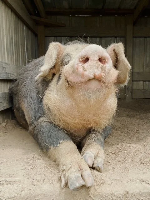 Close-up of a happy pig laying on the dirt inside a barn, with a wide smile and relaxed expression.