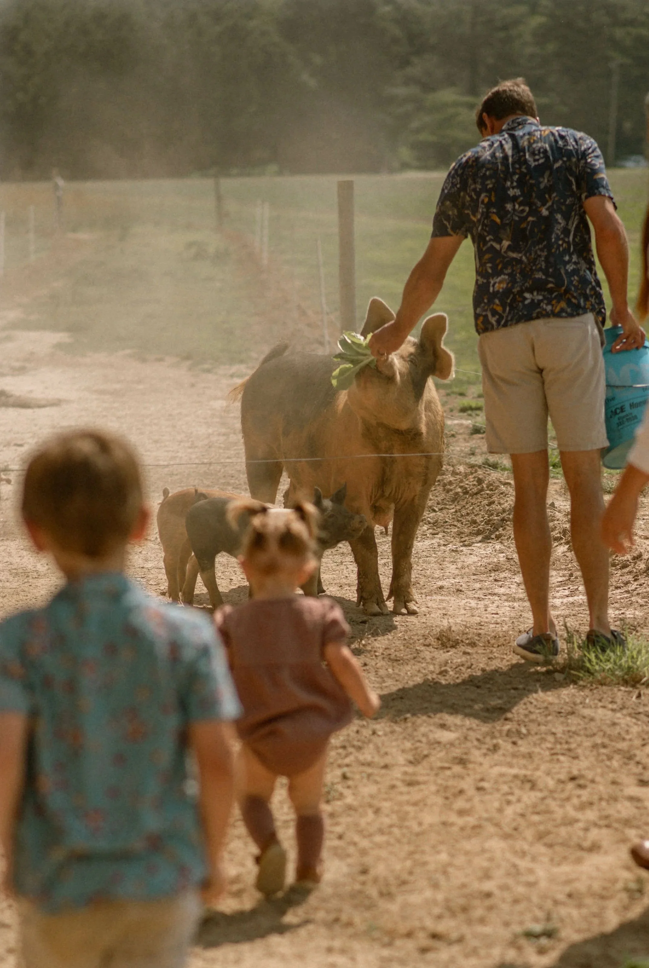 A man with dark hair wearing a floral shirt and beige shorts is feeding a cow with a leafy green. The cow is brownish with large ears, and there are multiple dogs and children in the scene. The background shows a field and trees, suggesting a farm or rural environment.