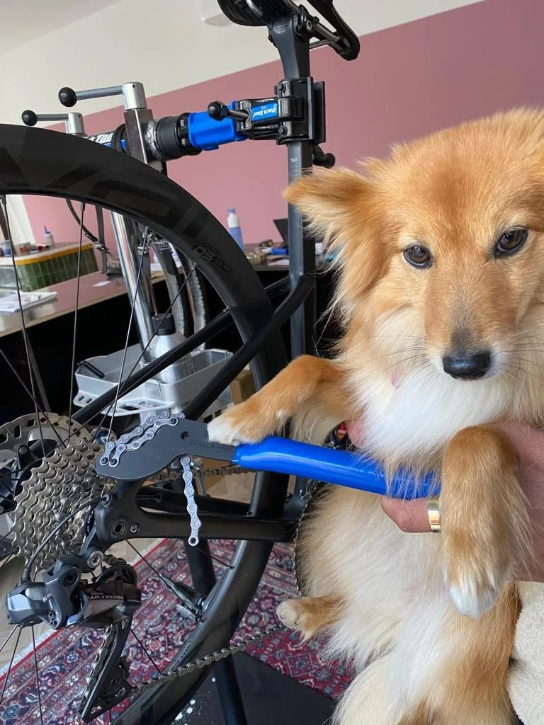 A small, fluffy, golden-colored dog being held next to a bicycle repair stand.