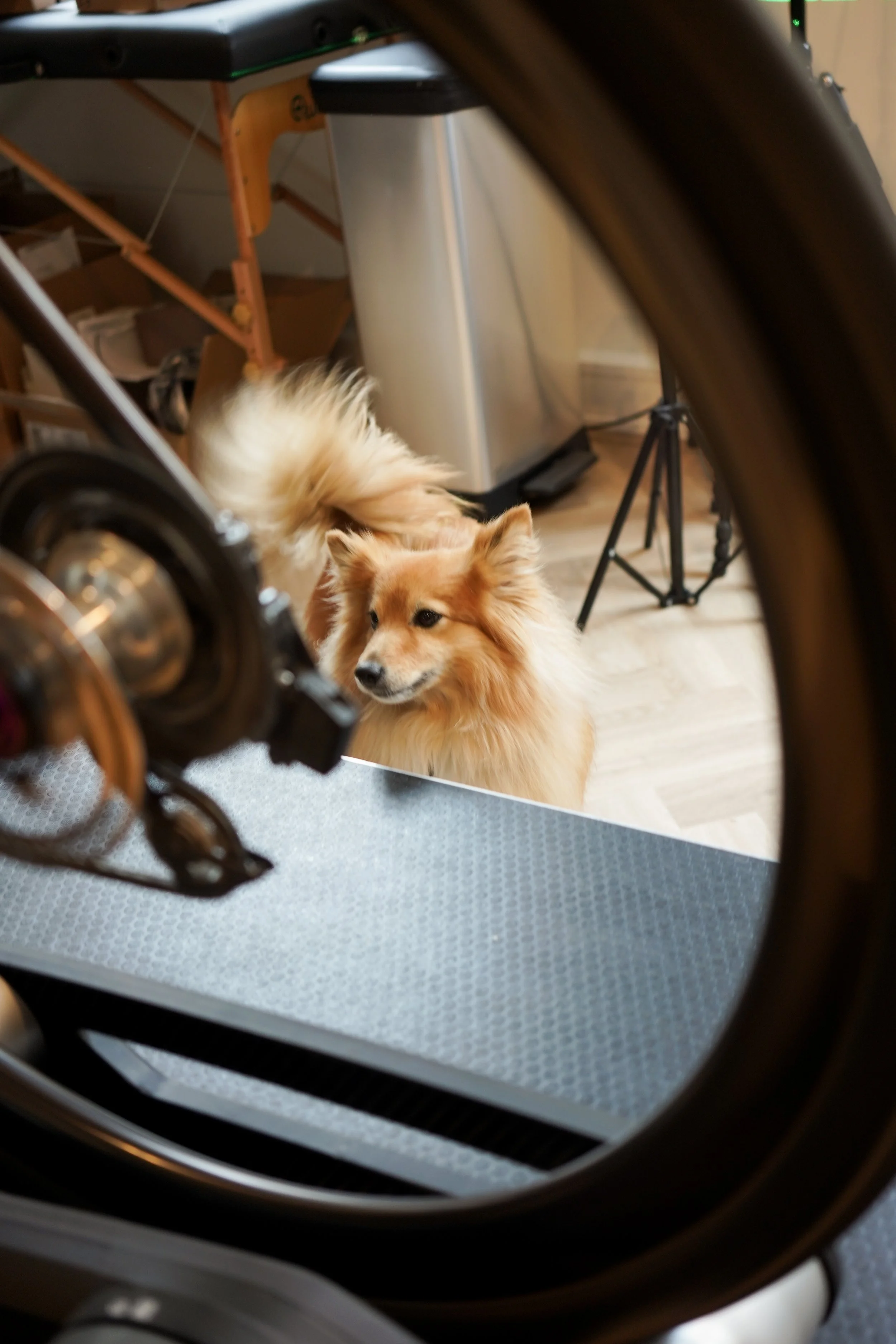 A fluffy, golden-colored dog with a bushy tail standing on a grooming table, viewed through a camera lens or ring light, with grooming equipment and a metal trash can in the background.