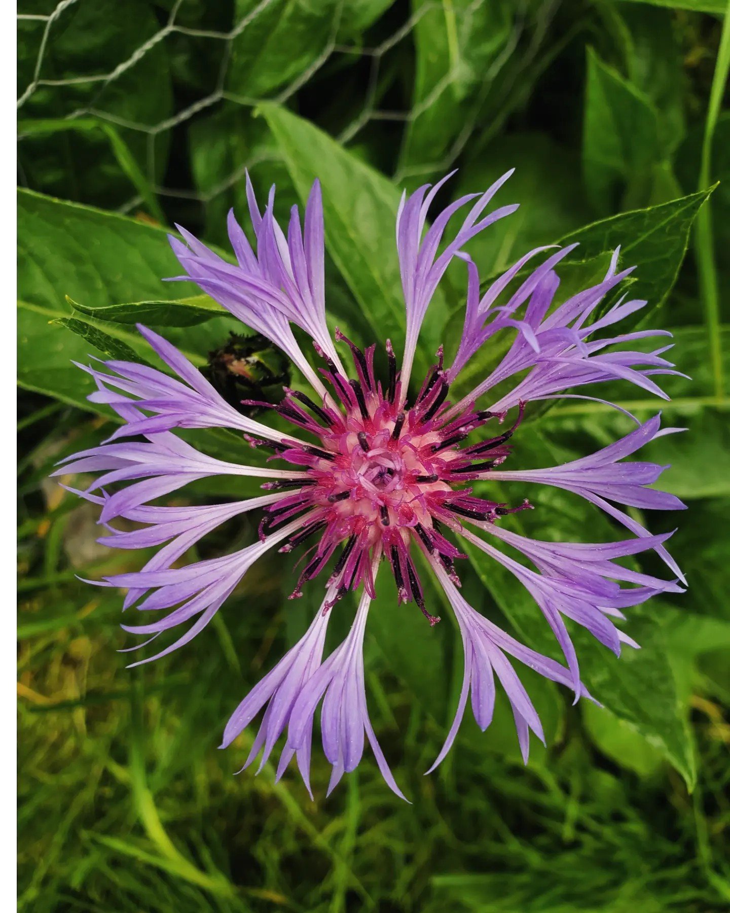 Local reliable gardener available in Glasgow G3 and surrounding areas. Garden maintenance in Glasgow West End G12