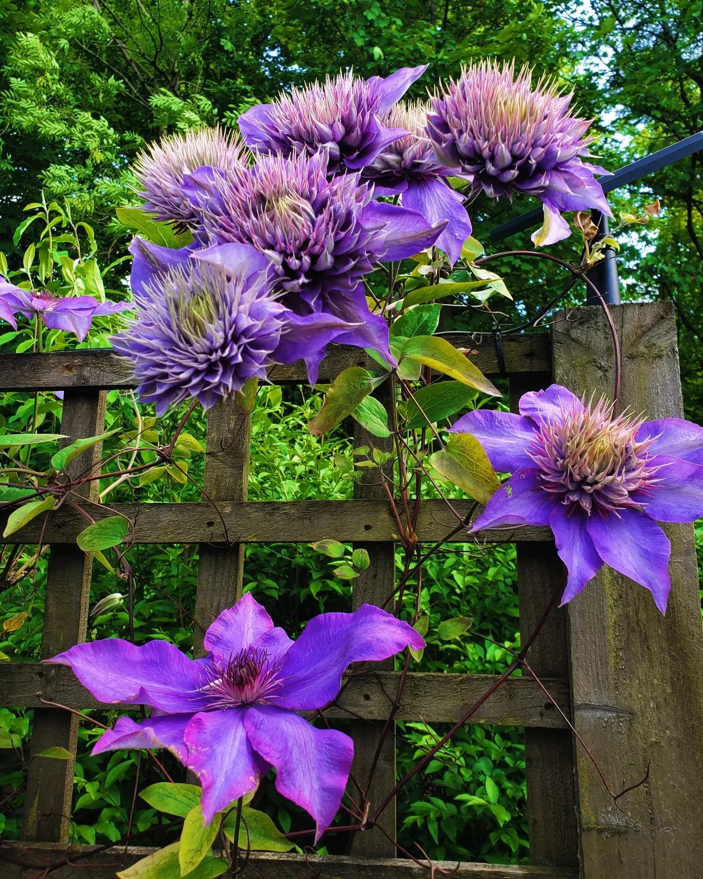 Local reliable gardener available in Glasgow G3 and surrounding areas. Garden maintenance in Glasgow West End G12