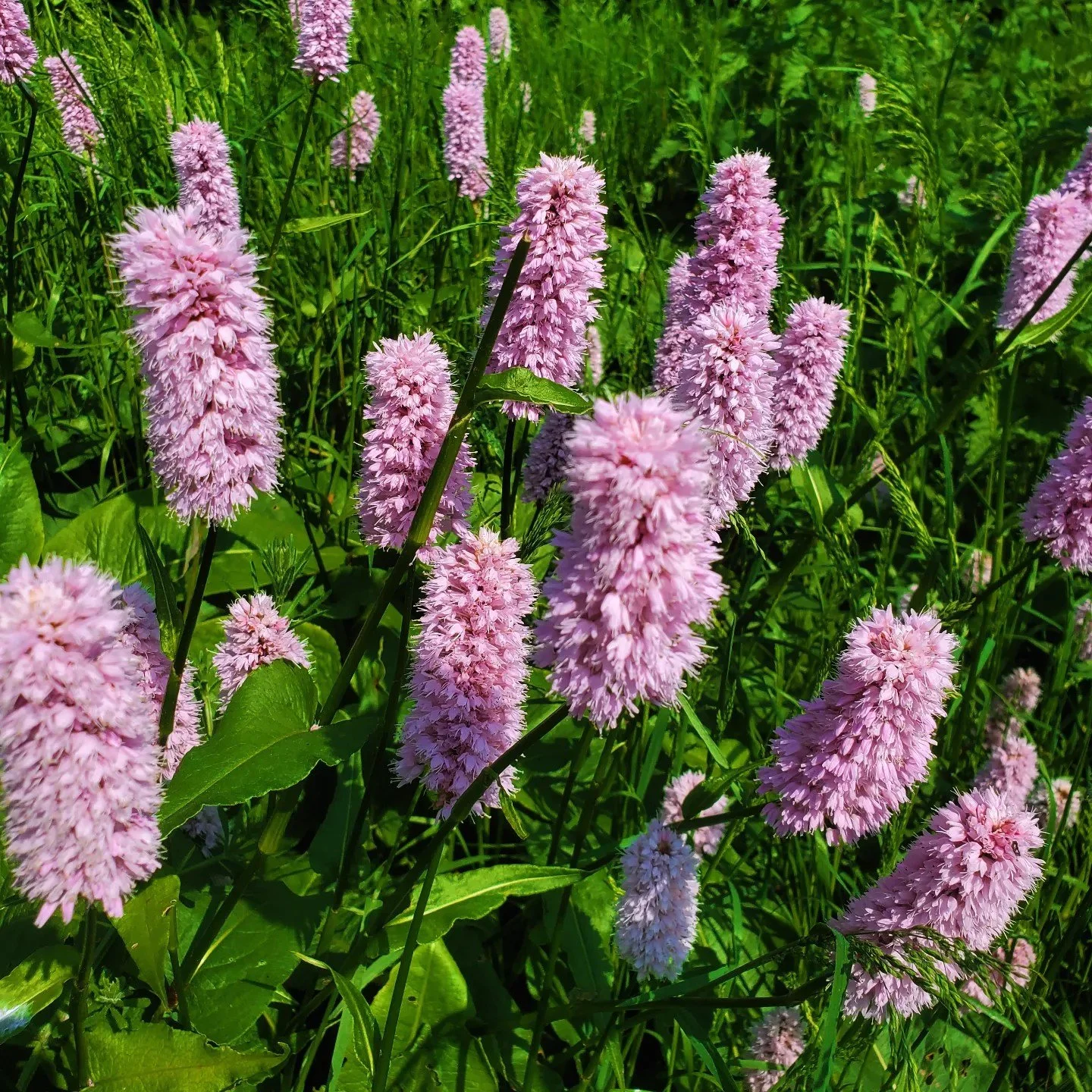 Local reliable gardener available in Glasgow G3 and surrounding areas. Garden maintenance in Glasgow West End G12