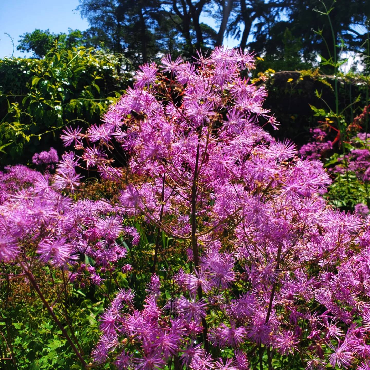 Local reliable gardener available in Glasgow G3 and surrounding areas. Garden maintenance in Glasgow West End G12