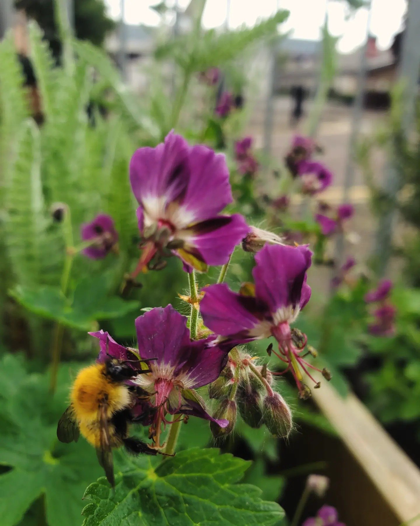 Local reliable gardener available in Glasgow G3 and surrounding areas. Garden maintenance in Glasgow West End G12