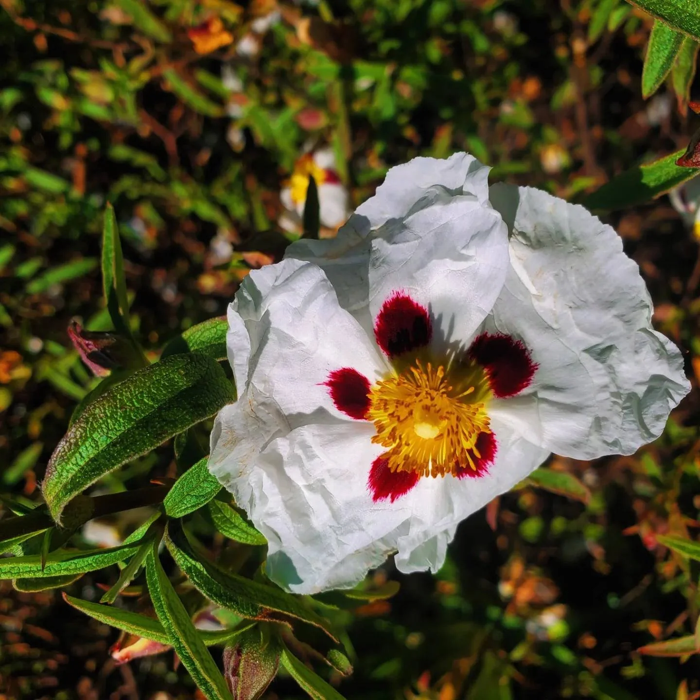 Local reliable gardener available in Glasgow G3 and surrounding areas. Garden maintenance in Glasgow West End G12