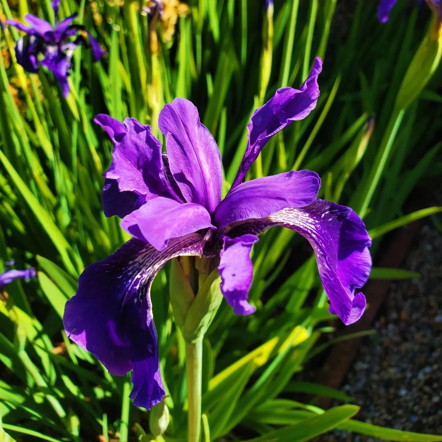 Local reliable gardener available in Glasgow G3 and surrounding areas. Garden maintenance in Glasgow West End G12