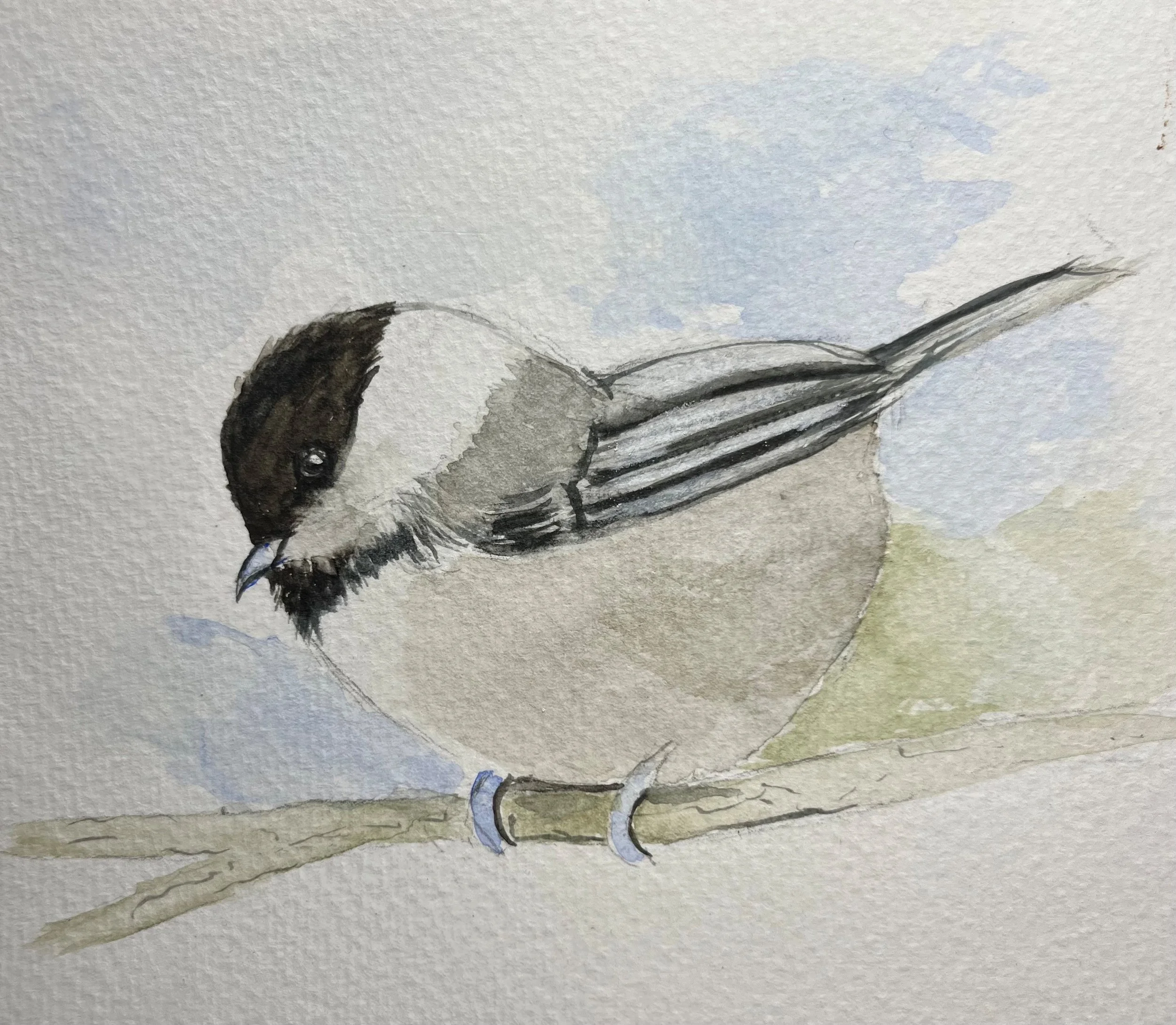 Chickadee