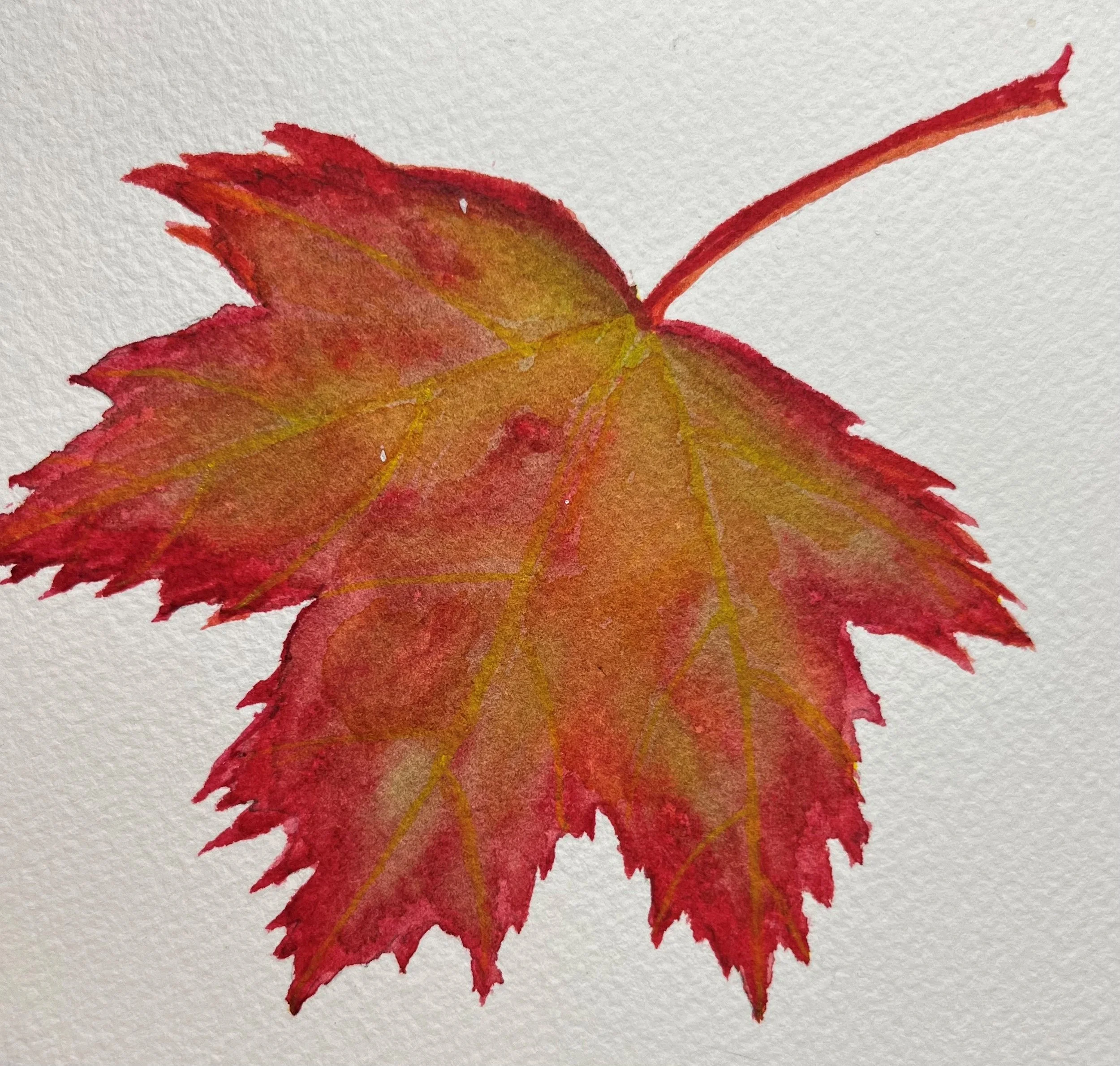 Fall Maple Leaf- ues of red, yellow, and green