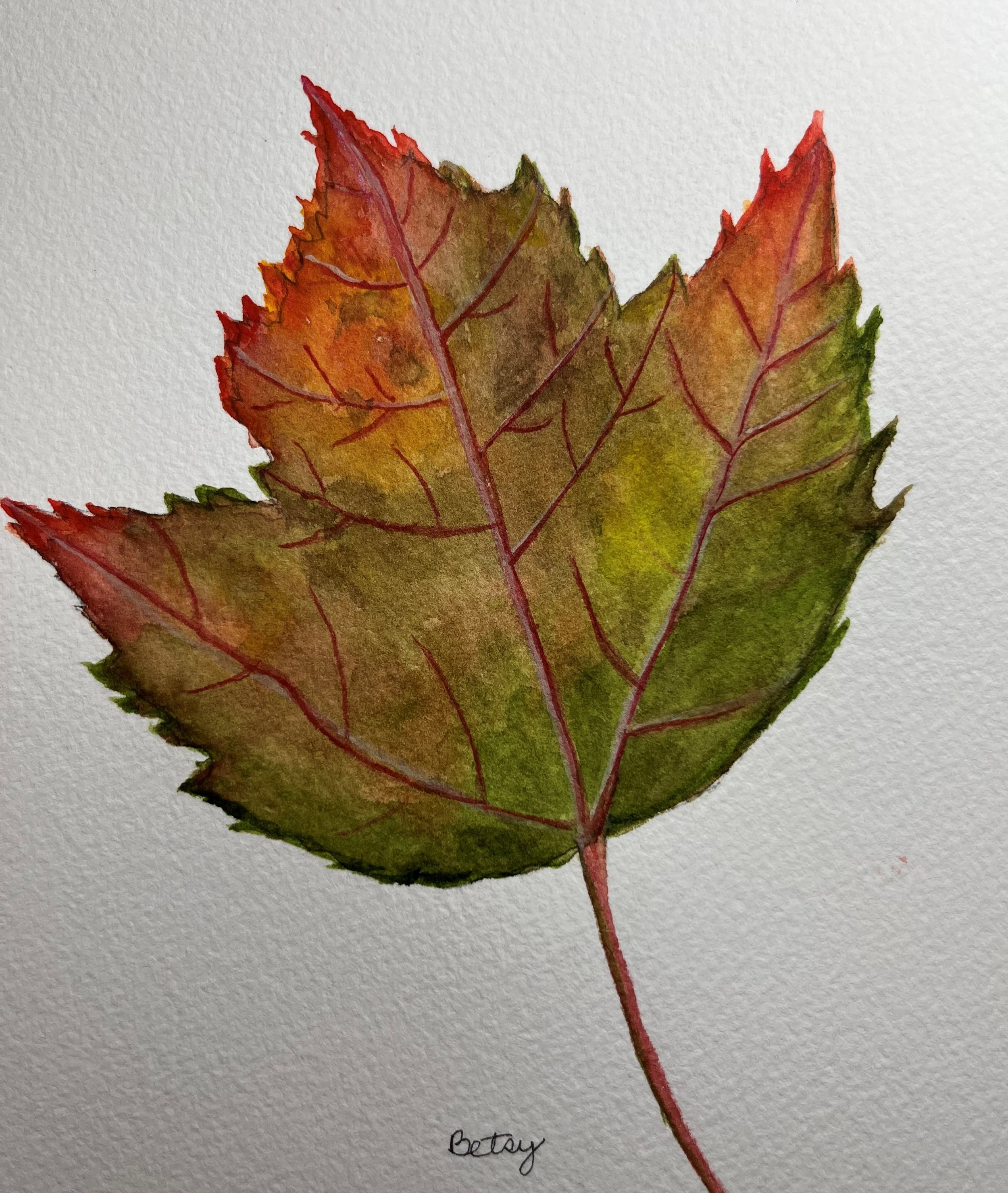 Fall Multi-colored Leaf