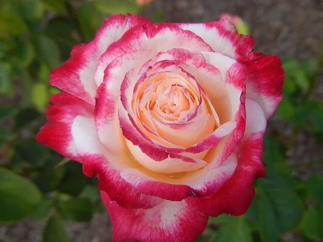 Desayuno para parejas casadas
