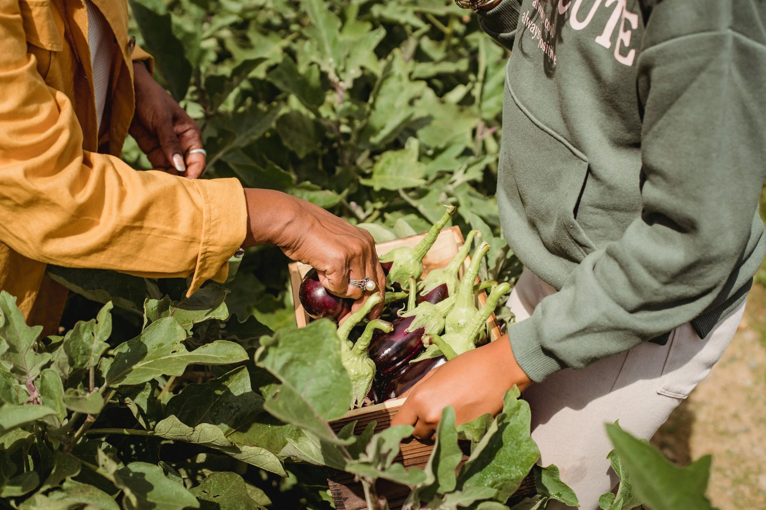 People harvesting eggplants from a garden