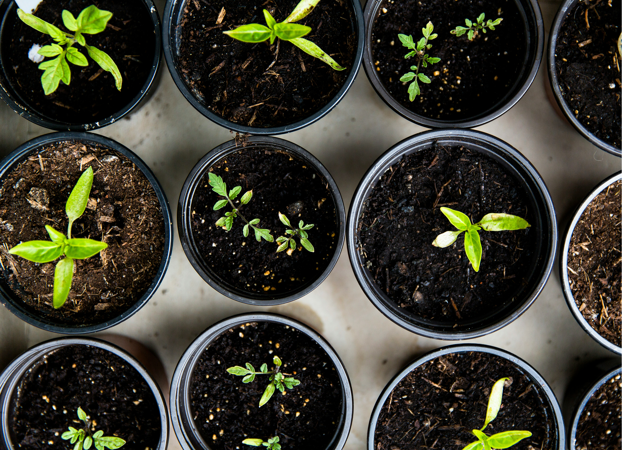 Top-down view of multiple small pots with soil, each containing a variety of young green seedlings at different stages of growth.