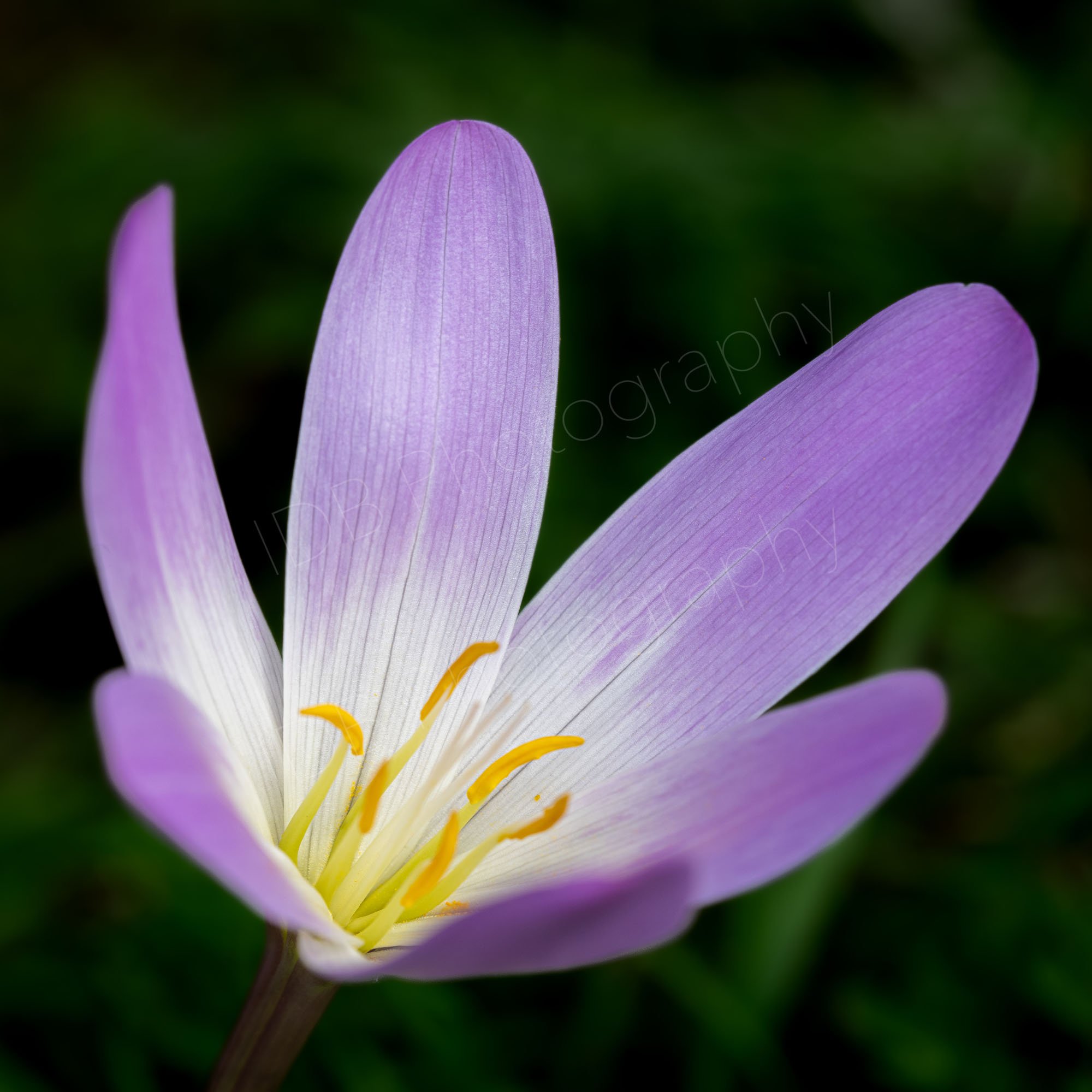 A pinky purple and white Autumn Crocus (Colchicum speciosum) with prominent anthers  obliquely set against a dark green background. Gloucestershire, UK.