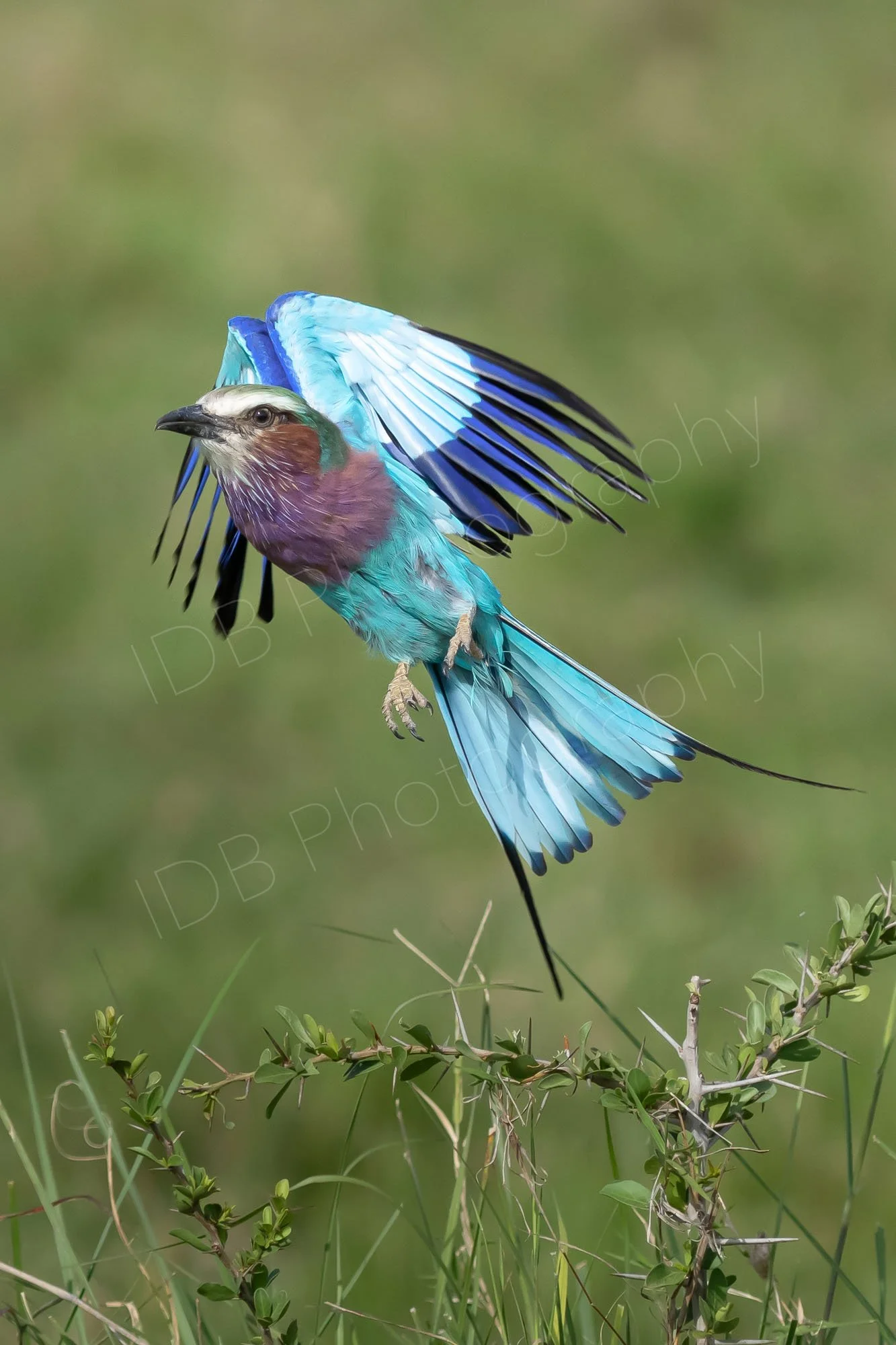 Lilac-breasted roller bird (Coracias caudatus) taking off from a thorny bush with blurry green background in Masai Mara, Kenya.