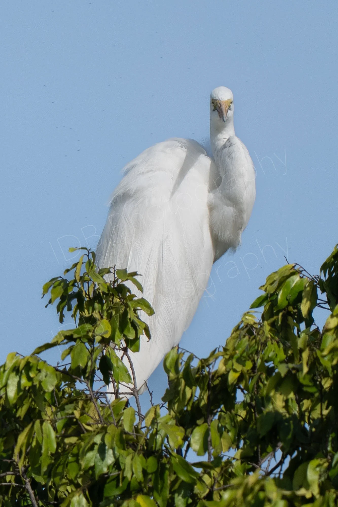 Great Egret (Ardea alba), on a tree top at Masai Mara, Kenya, mid blue sky background.