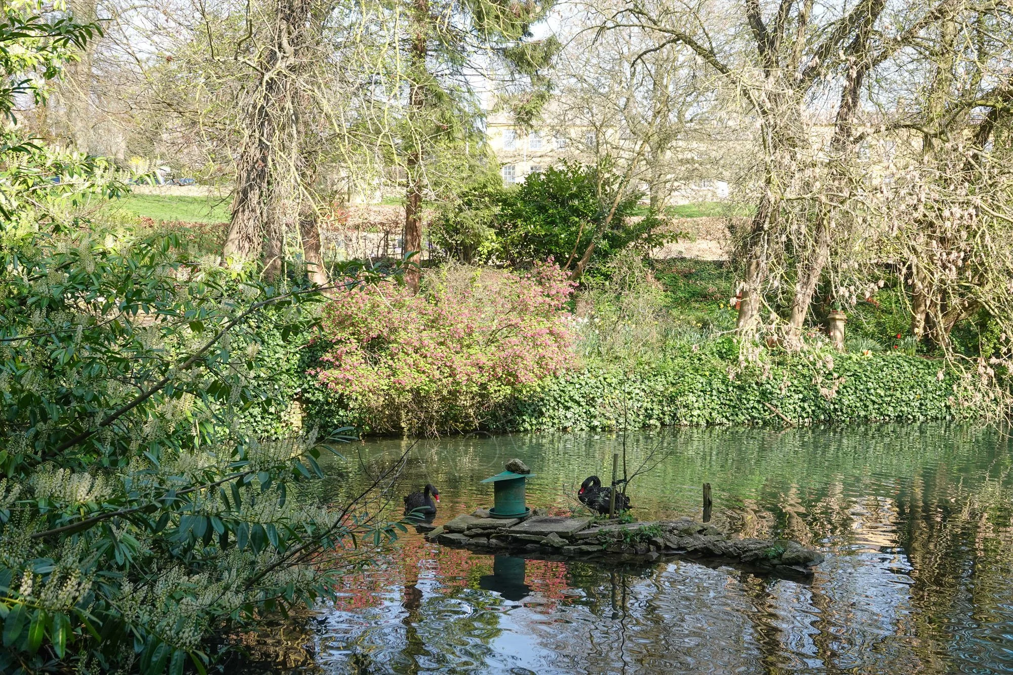 A tranquil pond in springtime surrounded by trees and shrubs featuring a small stone islet with a pair of black swans at Blockley, Cotswolds.